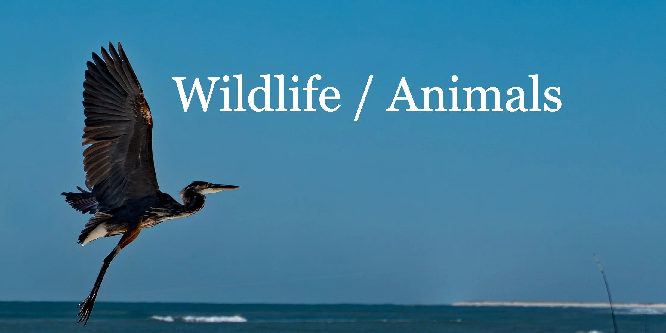A heron flying over the ocean with a blue sky background, with text that reads "Wildlife / Animals."