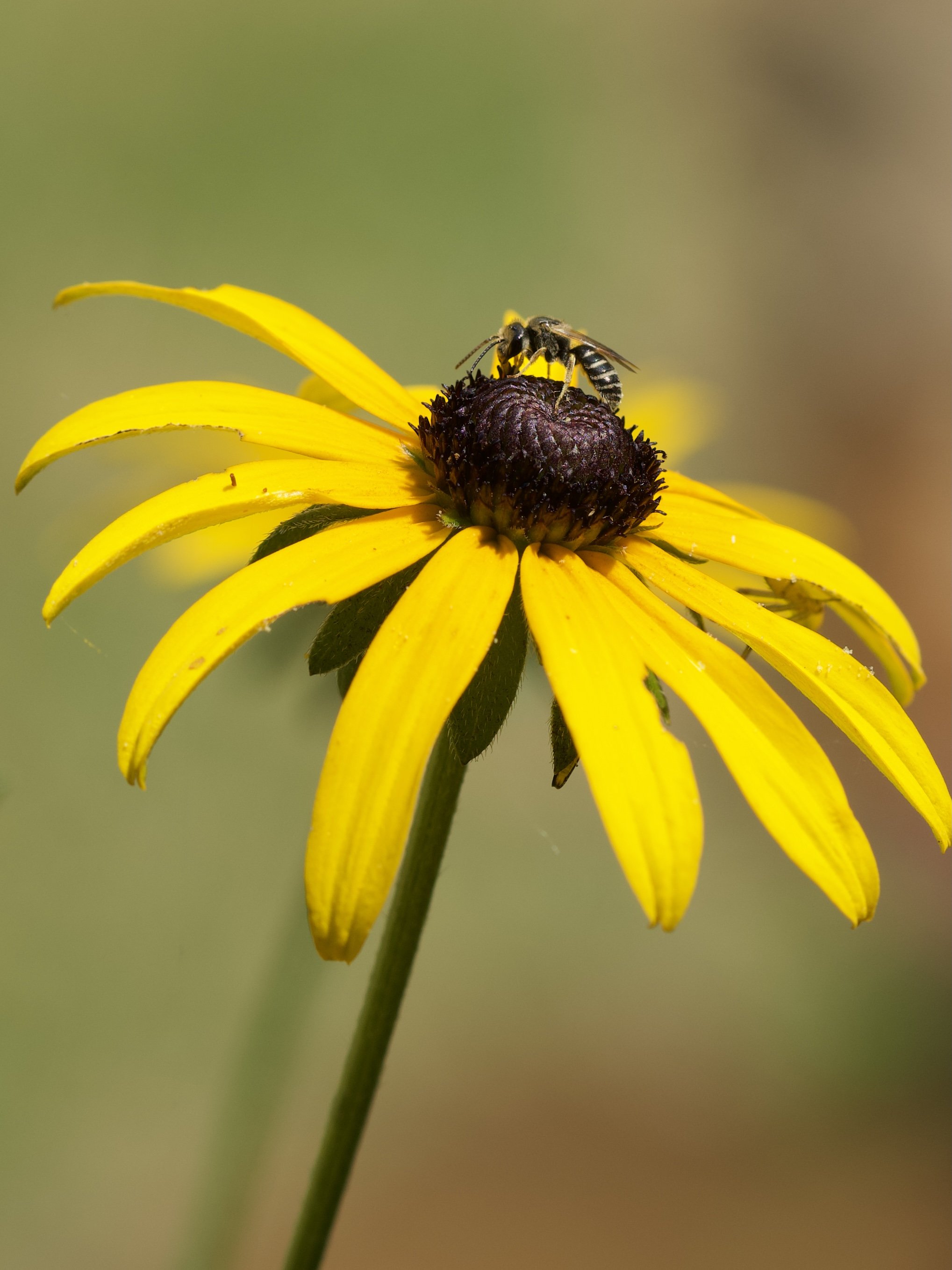 A bee perched on the dark central cone of a yellow coneflower with long yellow petals, against a blurred green background.