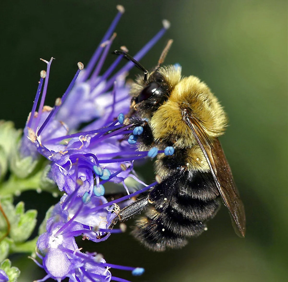 Close-up of a bee collecting pollen on purple flowers.