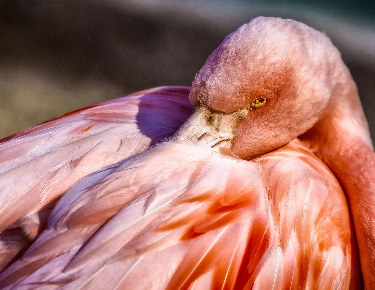 Close-up of a pink flamingo with its head tucked into its feathers.