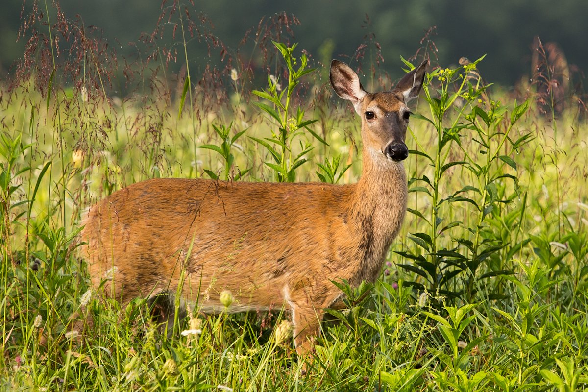 A deer standing in a grassy field with tall green plants and wildflowers.