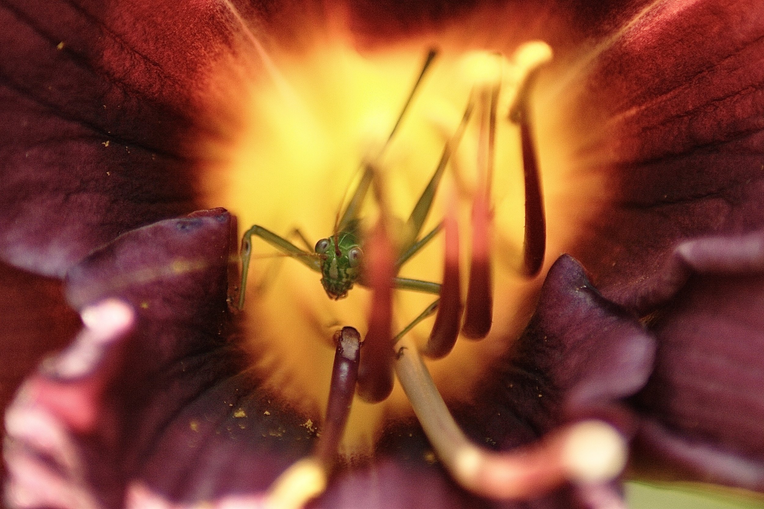 A close-up of the inside of a flower, showing its yellow and red petals and green stamens.