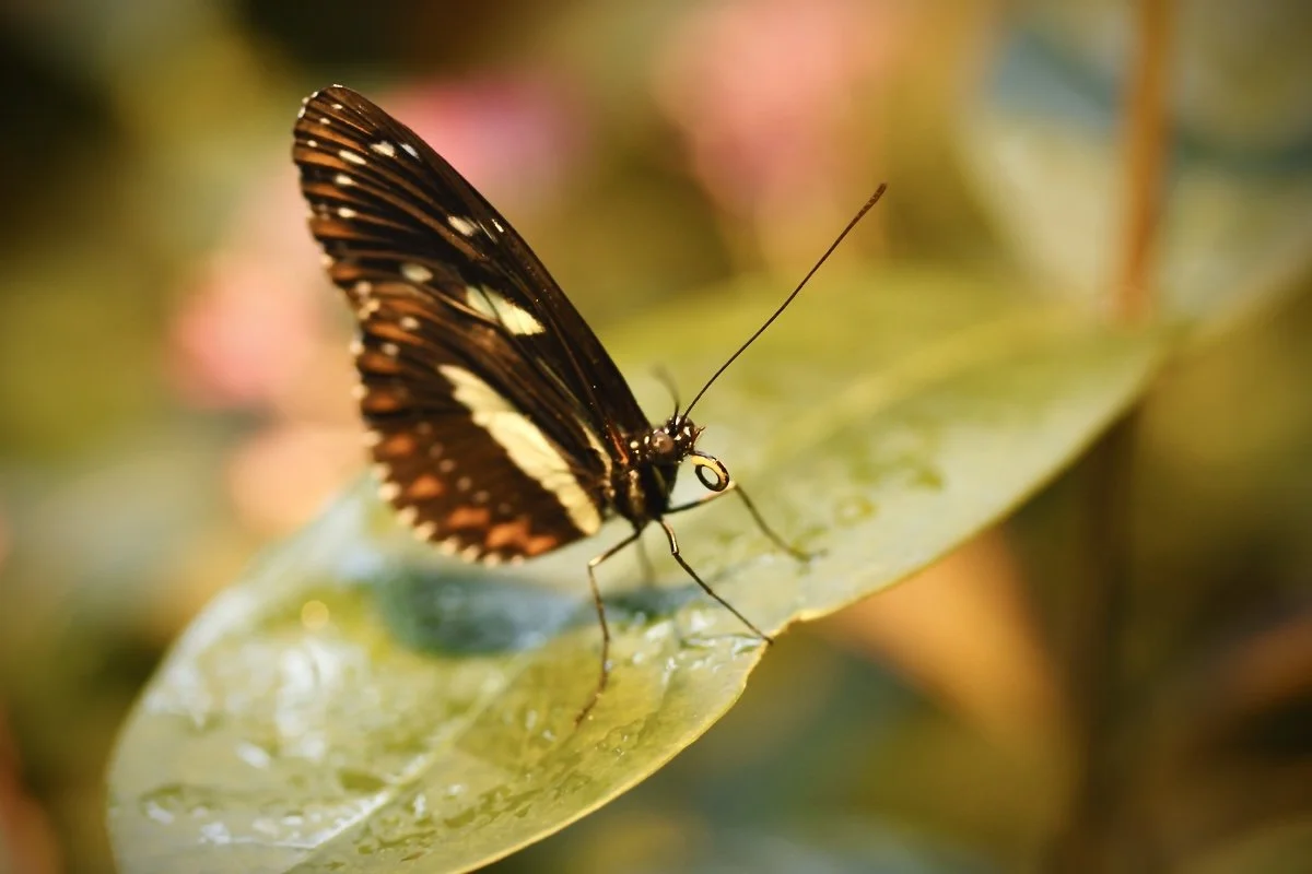 A butterfly with brown wings, white and orange markings, perched on a green leaf.