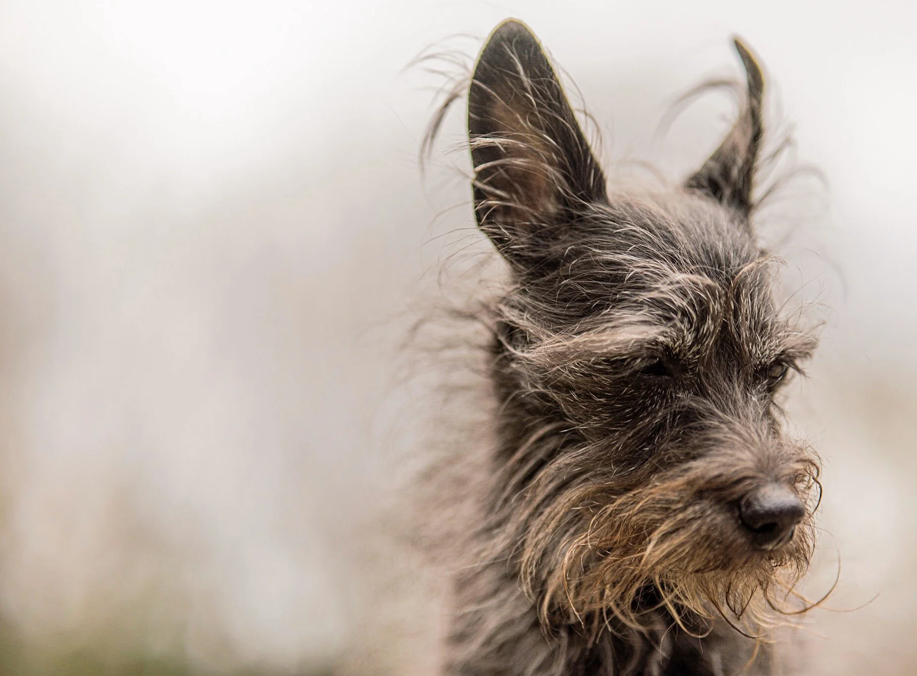 Close-up of a scruffy dog, possibly a terrier, with pointed ears and brown, black, and gray fur, against a light background.