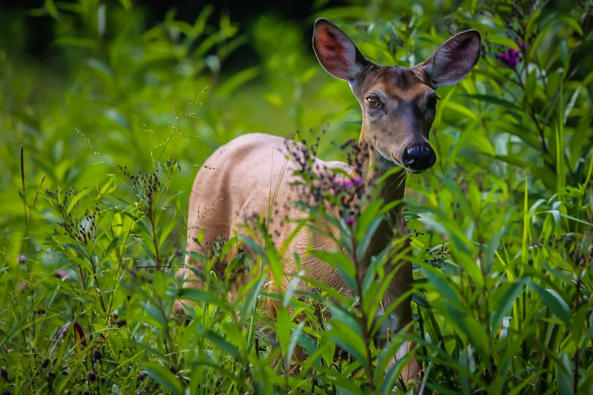 A deer stands amid dense green foliage, with its face partially visible and ears perked up, surrounded by tall plants and purple flowers.