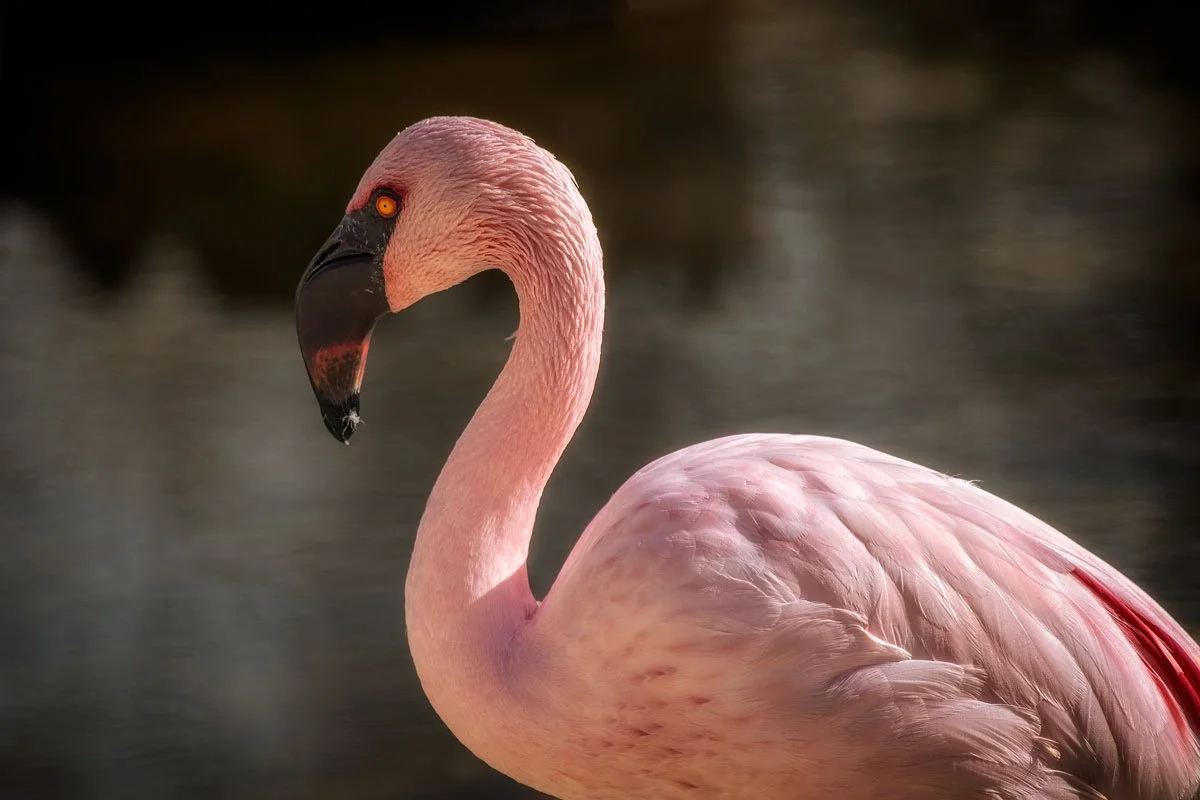 A close-up of a pink flamingo standing near water, with its long, curved neck and distinctive black-tipped beak.