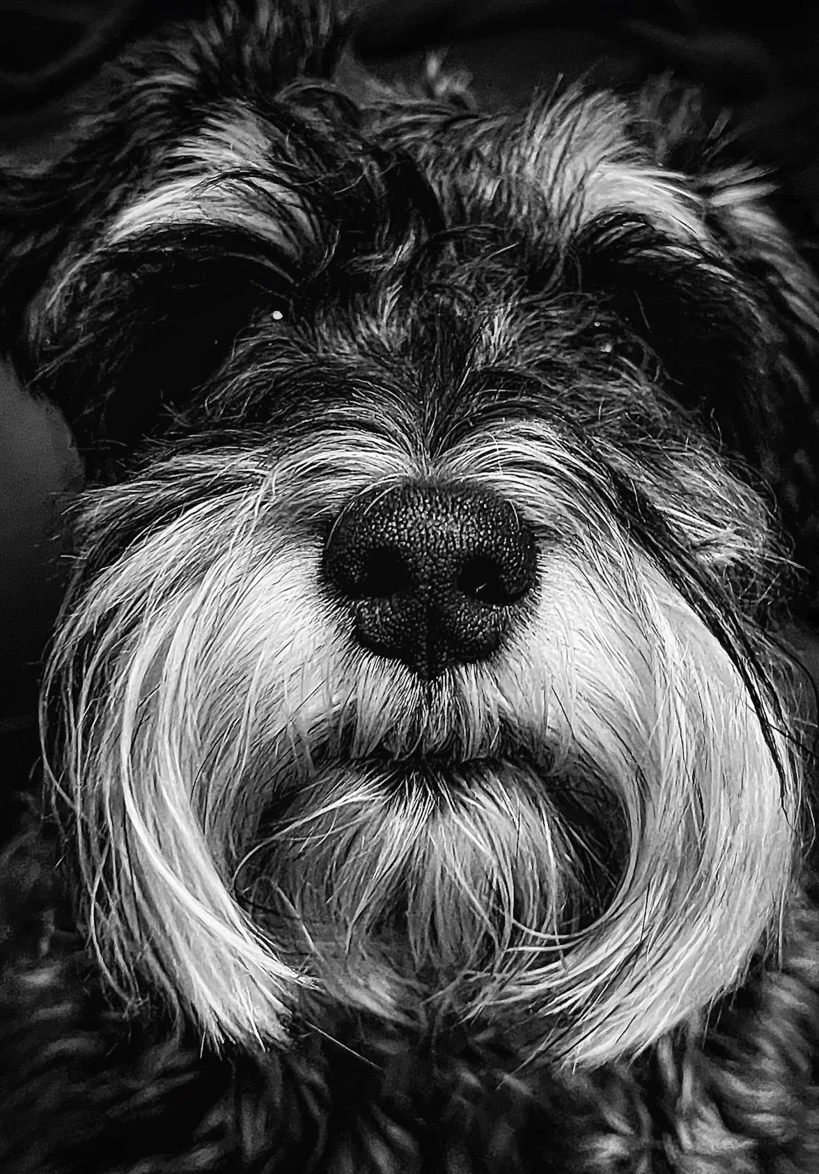 Close-up black and white photo of a dog's face, focusing on the nose and eyes, with curly fur.