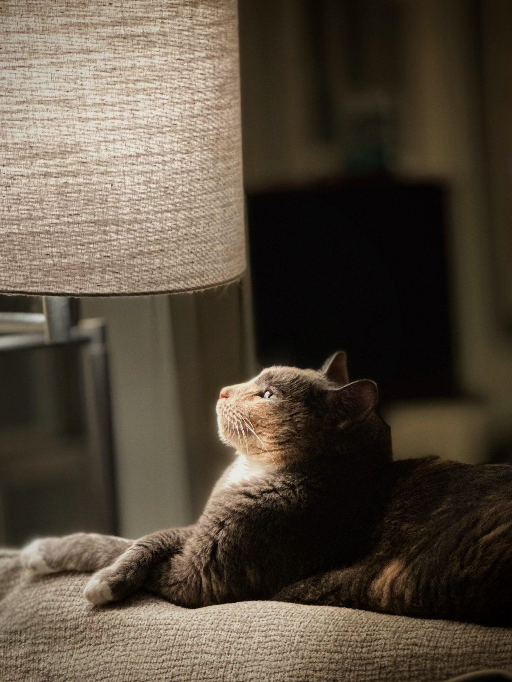 A grey and white tabby cat lying on a beige carpeted surface, with its head tilted upward, looking at a standing lamp with a beige lampshade.