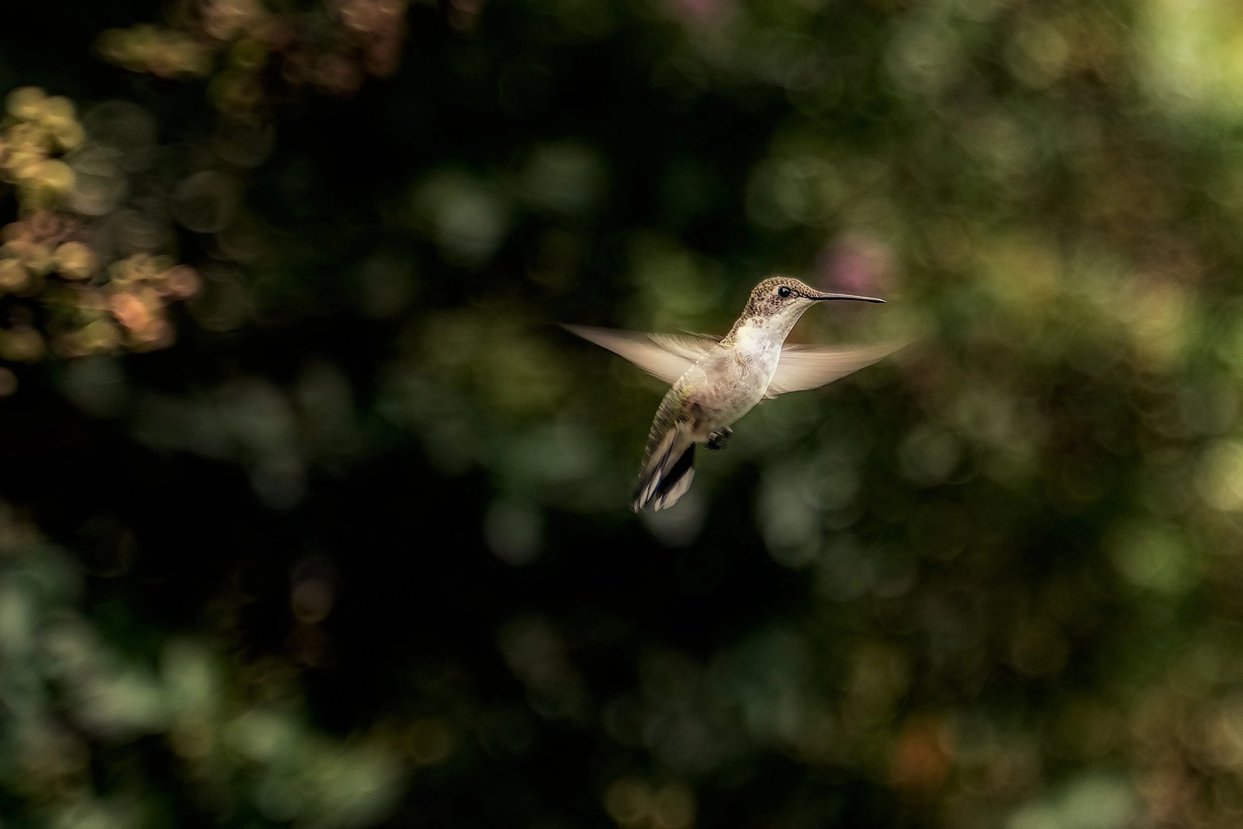 A hummingbird flying in a dark, blurry background with bokeh lights.