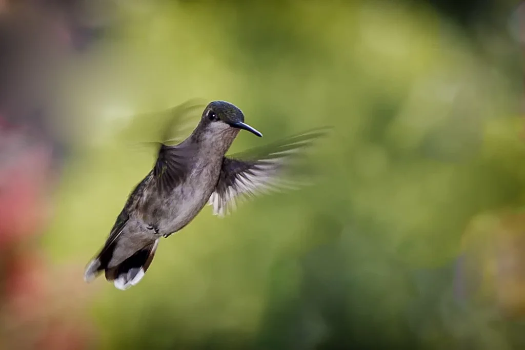A hummingbird in flight with a blurred green and red background.