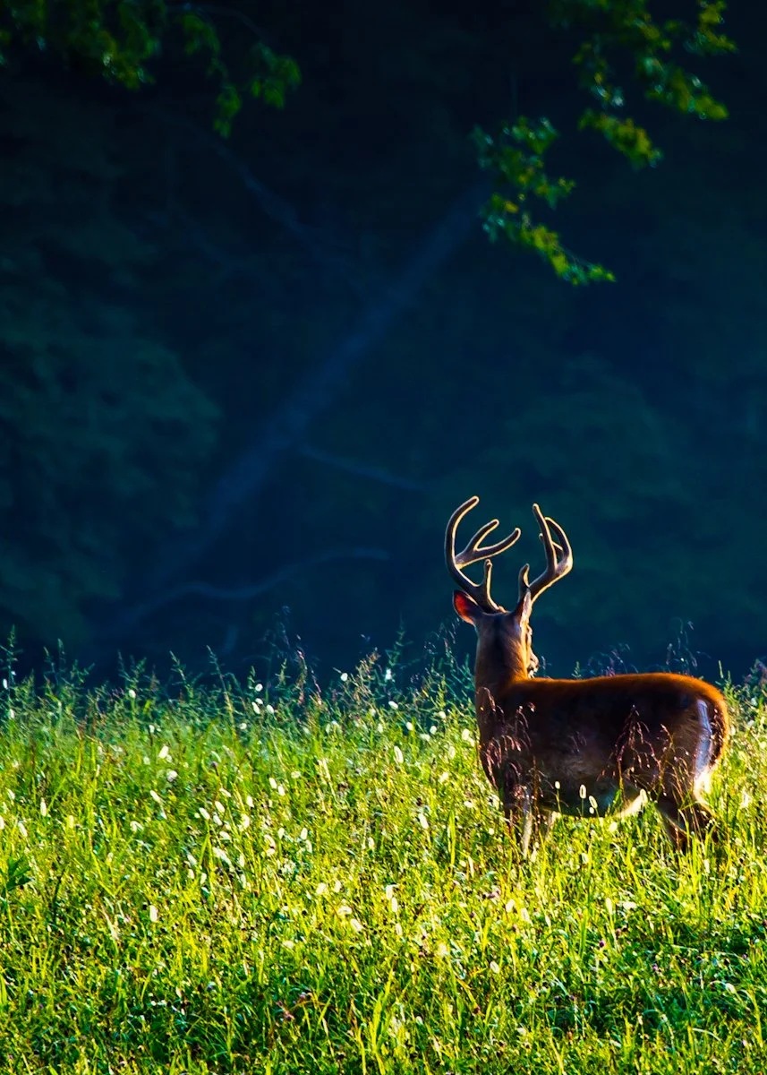 A majestic stag standing in a sunlit grassy field with a dense forest in the background.