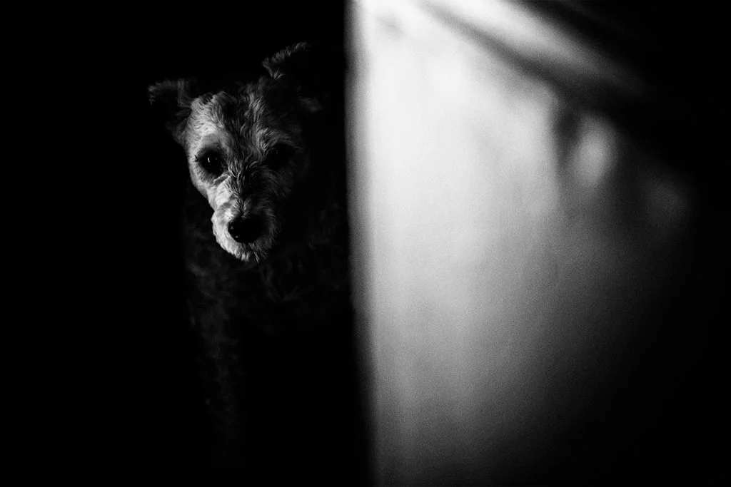 A dog peeking out from behind a wall or furniture in a dark room, with a light source illuminating part of its face.
