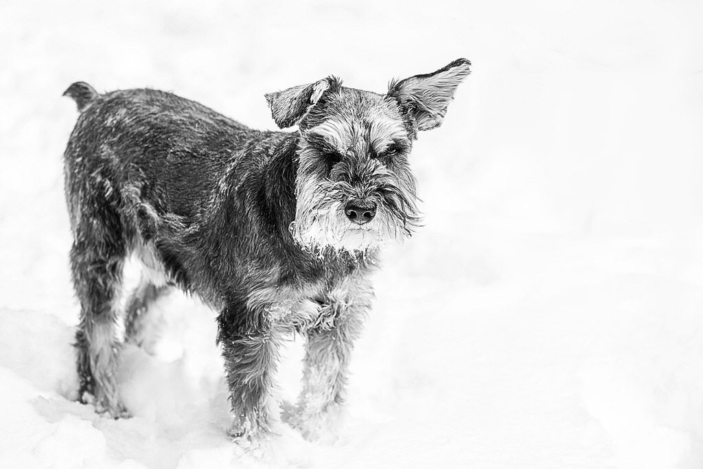 A small dog standing on snow, with one ear flopped down and the other upright, in black and white.