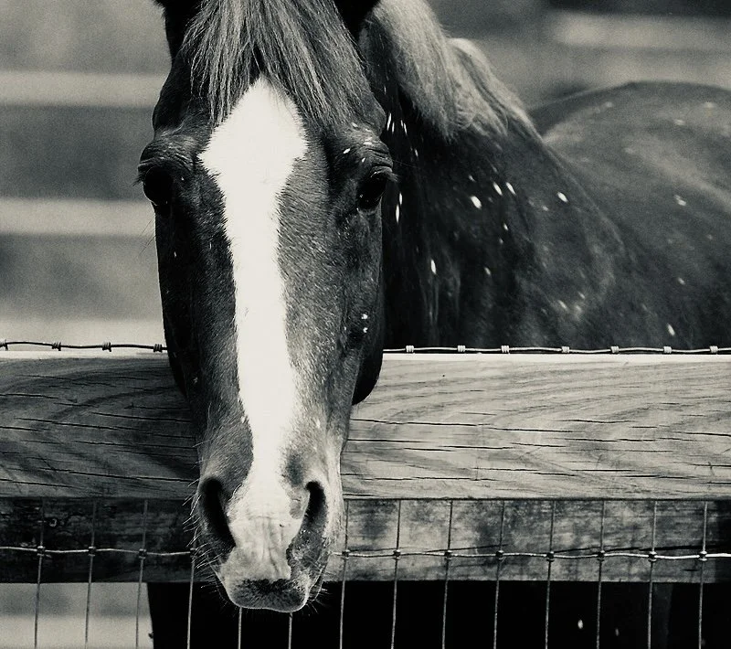 Black and white horse with a white blaze on its face, looking over a wooden fence.