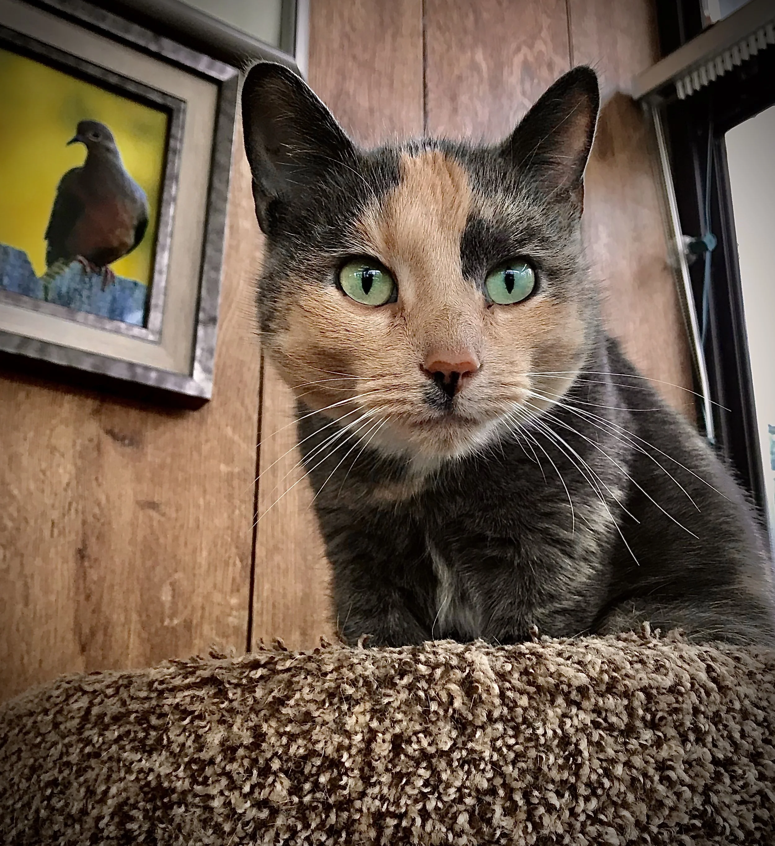 Close-up of a calico cat with green eyes, sitting on a bed of dried leaves or mulch, indoors near a wall decorated with framed art and a window.