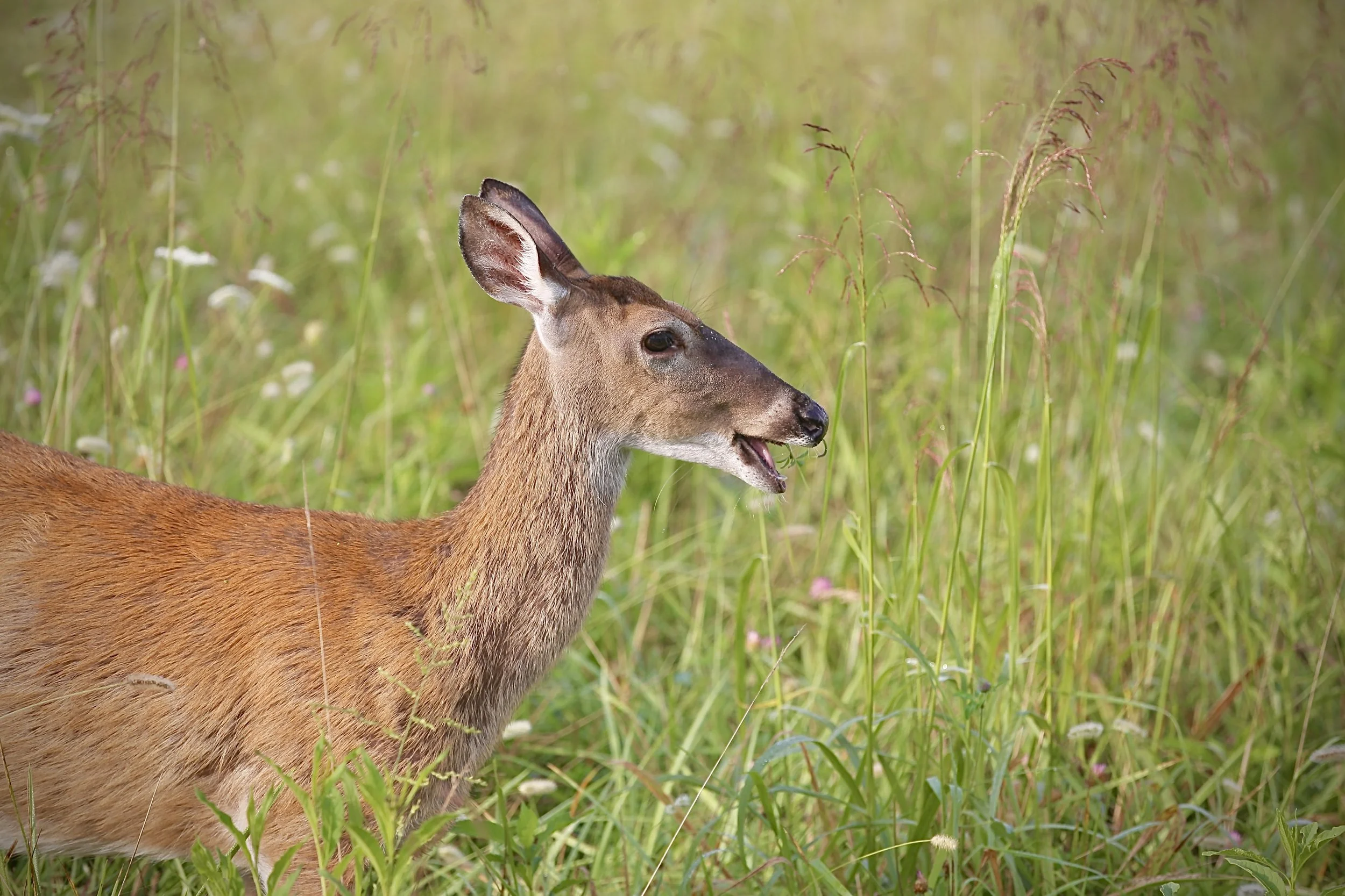 Deer with brown fur standing in tall grass in a meadow.