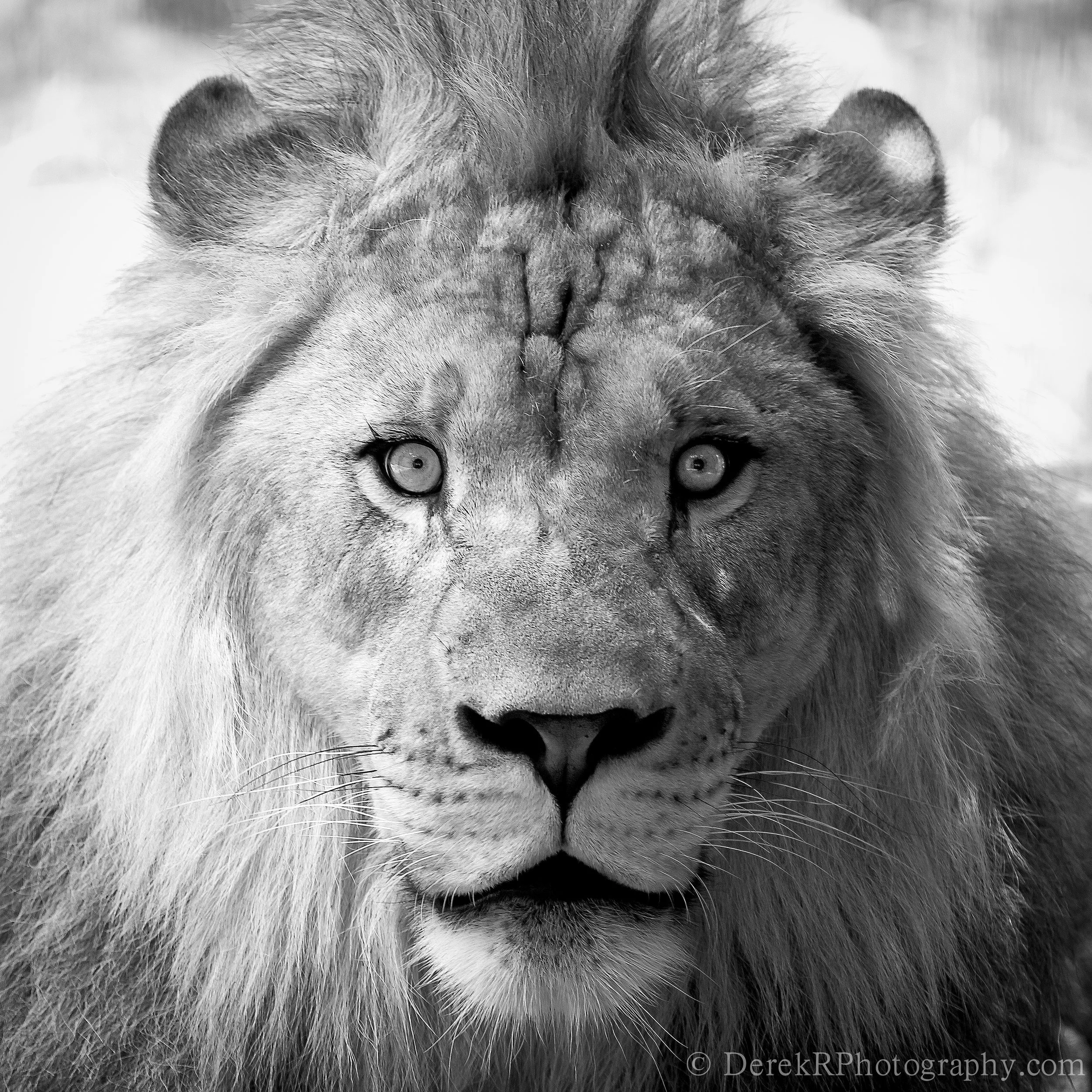 Close-up of a lion's face in black and white, showing its eyes, nose, and mane.
