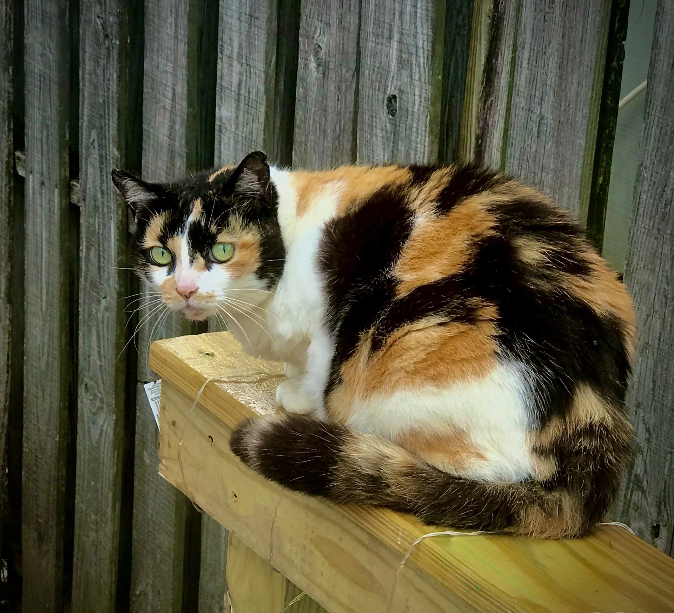 A calico cat with green eyes lying on a wooden surface in front of a weathered wooden fence.