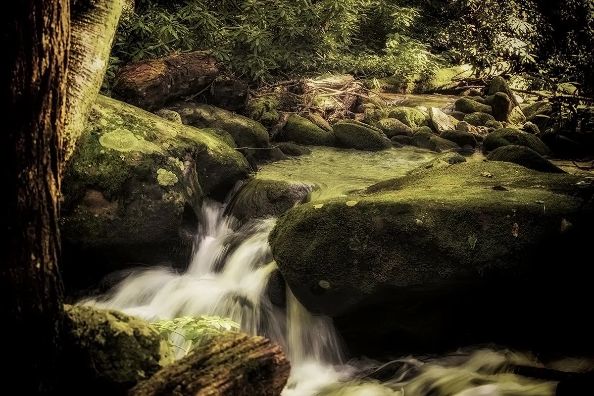 A peaceful forest stream flowing over moss-covered rocks surrounded by lush green trees and foliage.