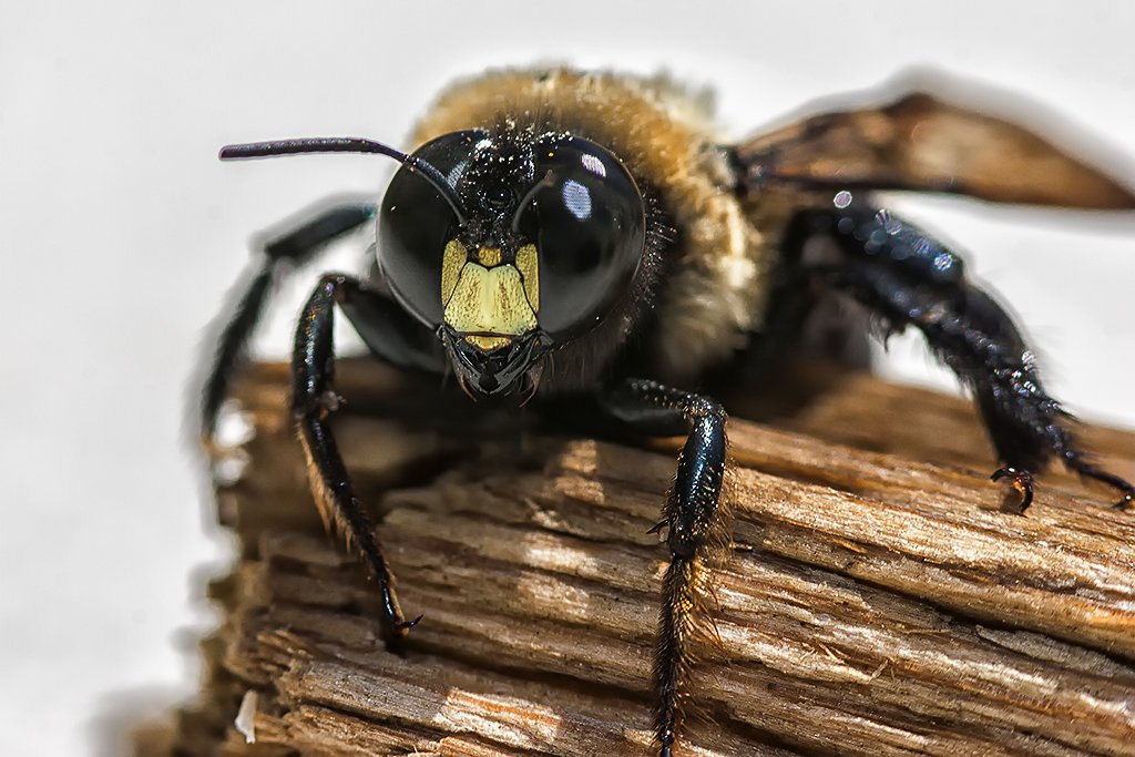 Close-up of a bee on a piece of wood.