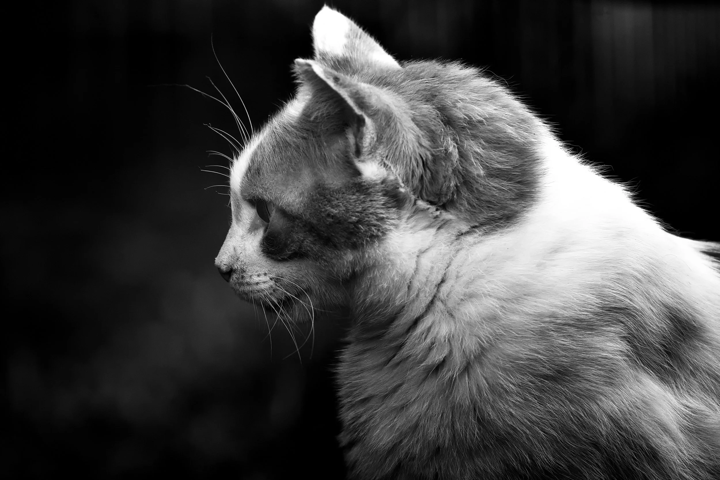 Black and white close-up profile of a cat with its eyes closed, looking downward, against a dark blurred background.