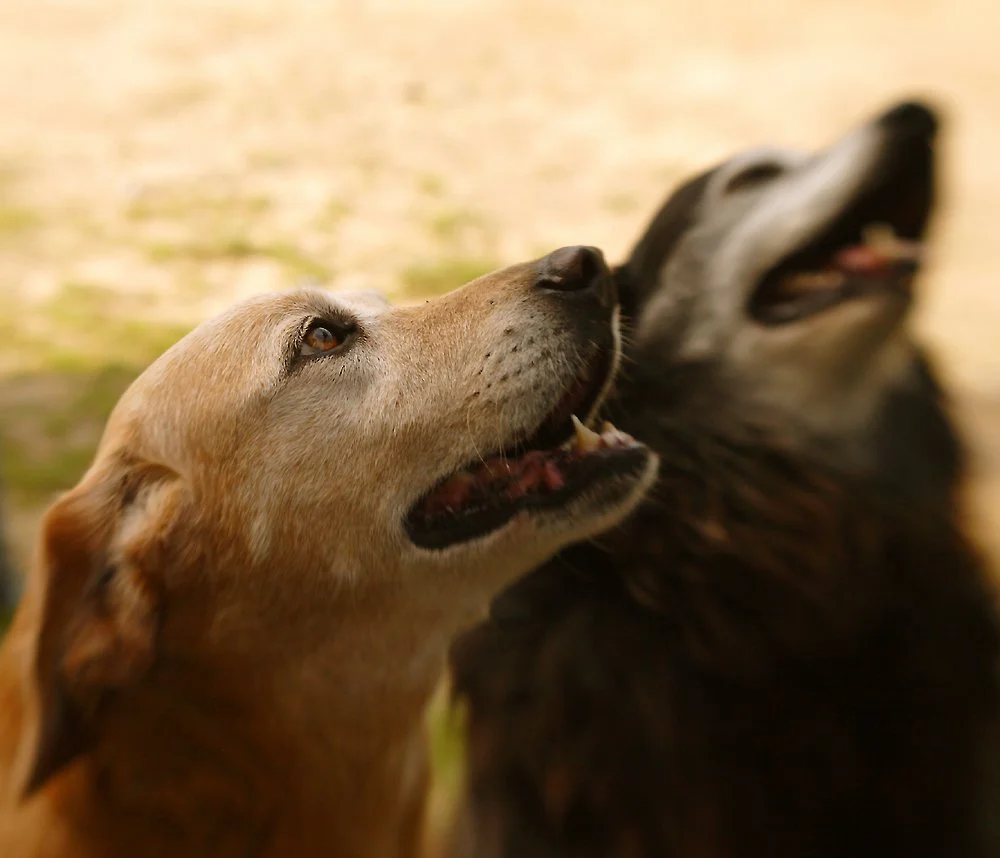 Two dogs, one light-colored and one dark-colored, looking at each other with open mouths.
