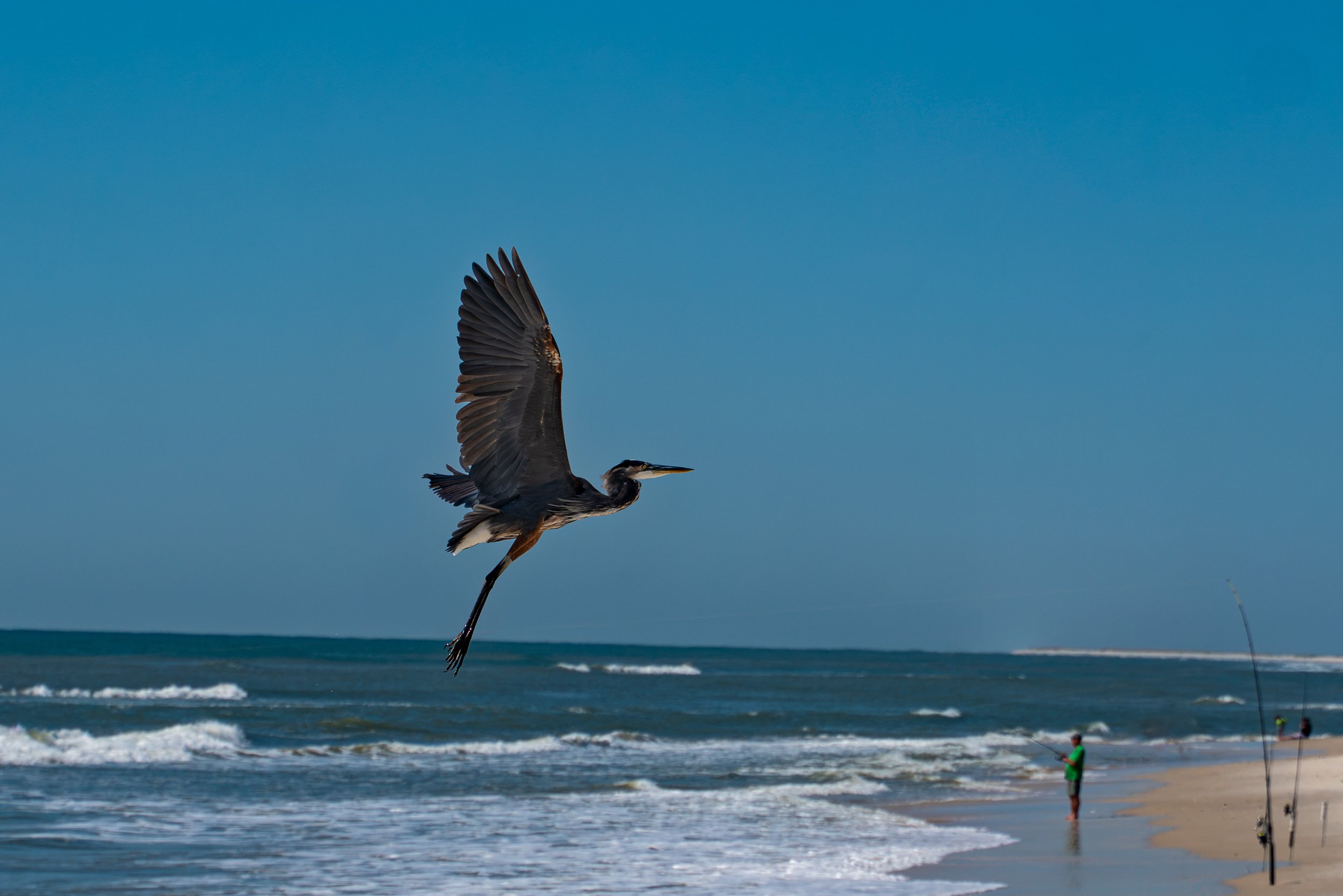 A heron flying over the ocean near the beach with two people fishing