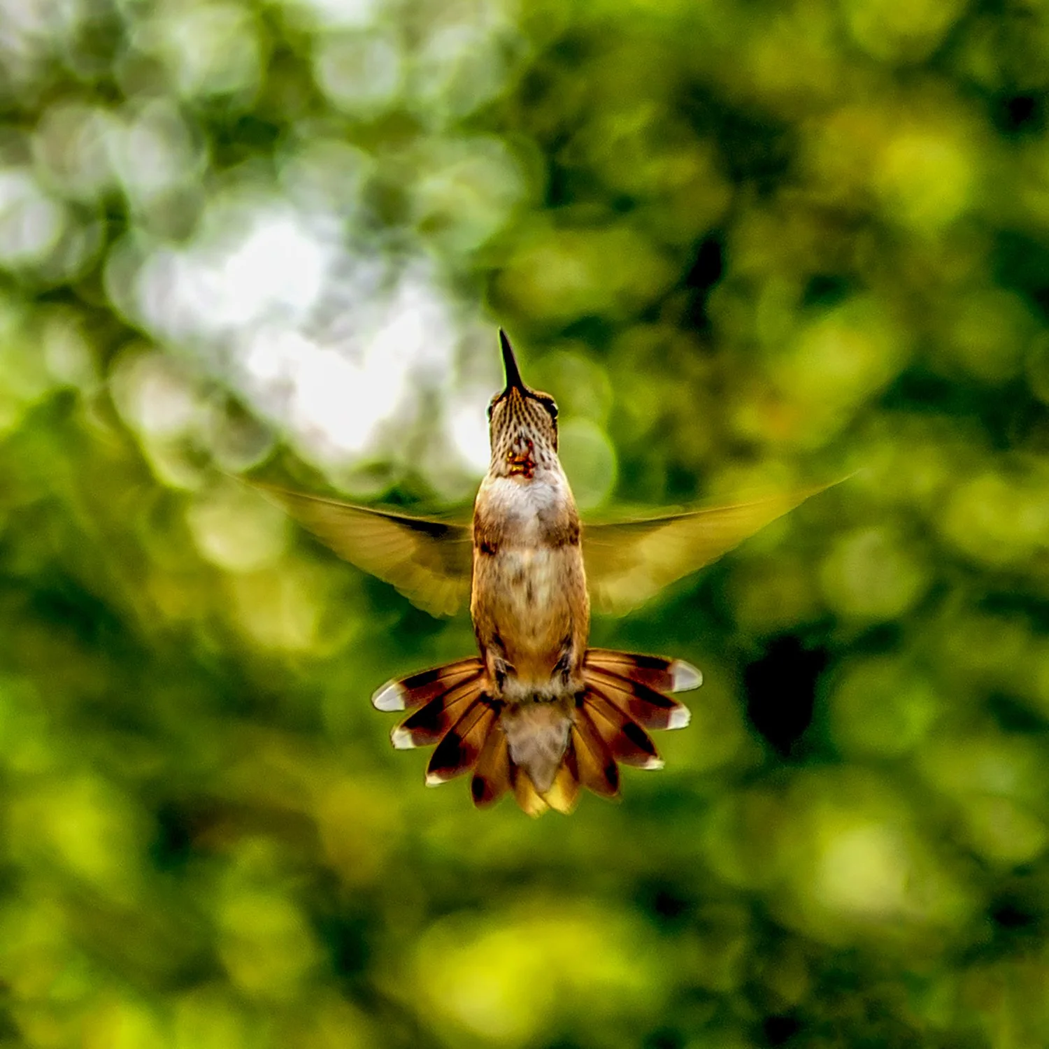 A hummingbird captured in mid-flight, feeding from a flower, with a green blurred background of foliage.
