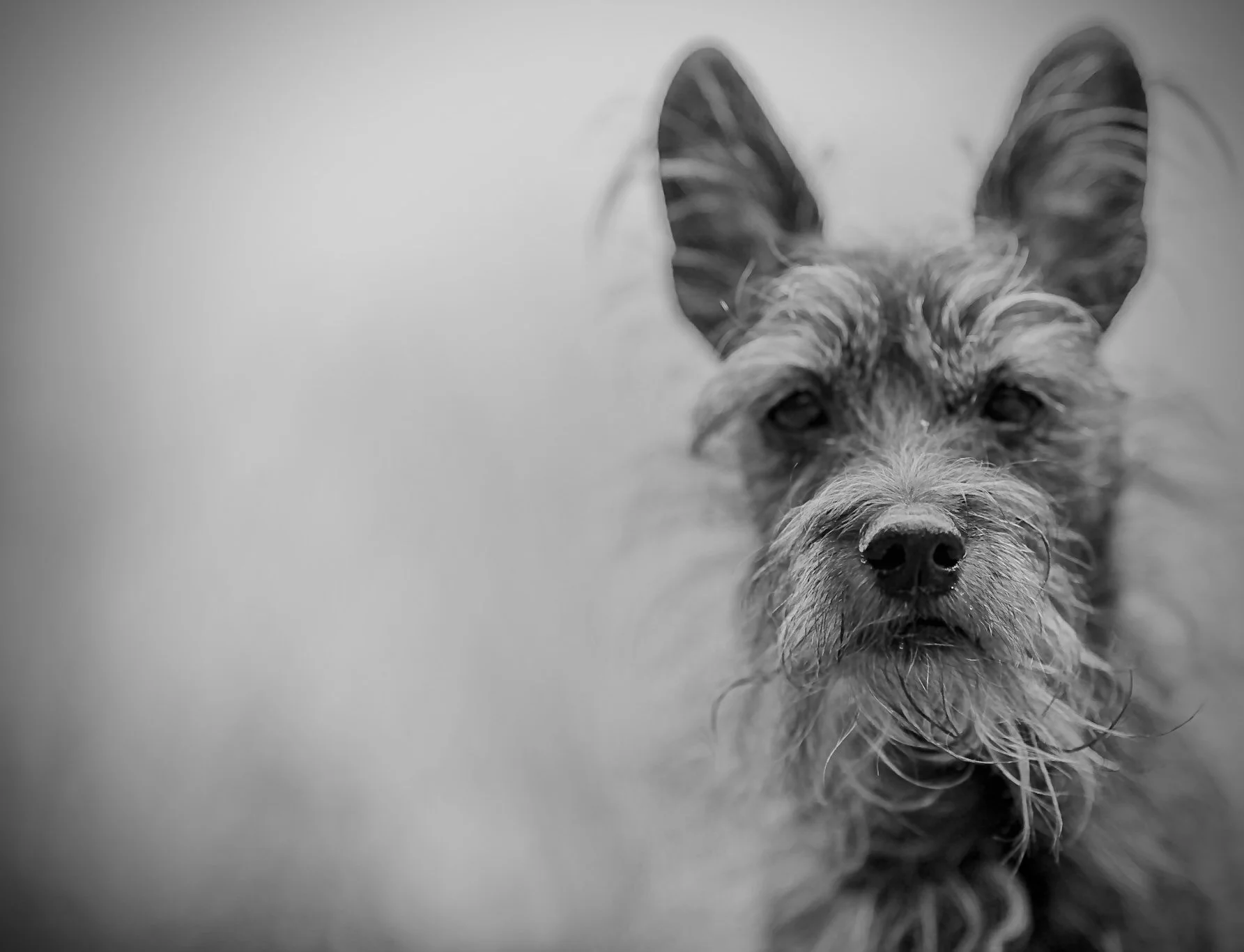 A black and white close-up of a scruffy dog with pointed ears looking directly at the camera.