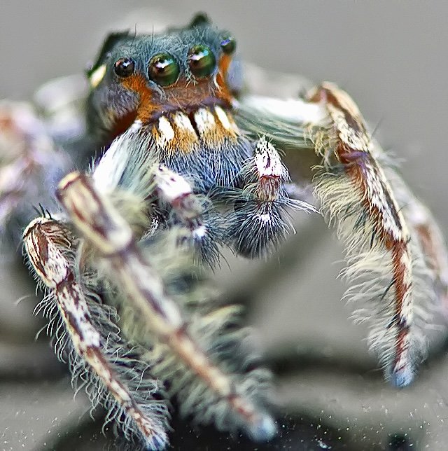 Close-up of a jumping spider with vibrant green eyes and striped legs.