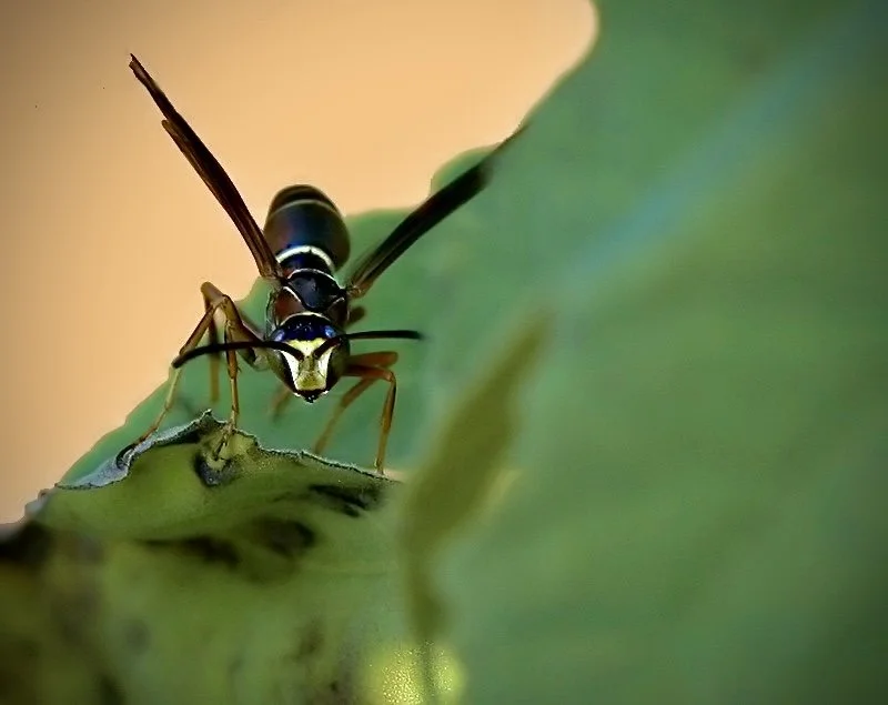 Close-up of a wasp on a green leaf.
