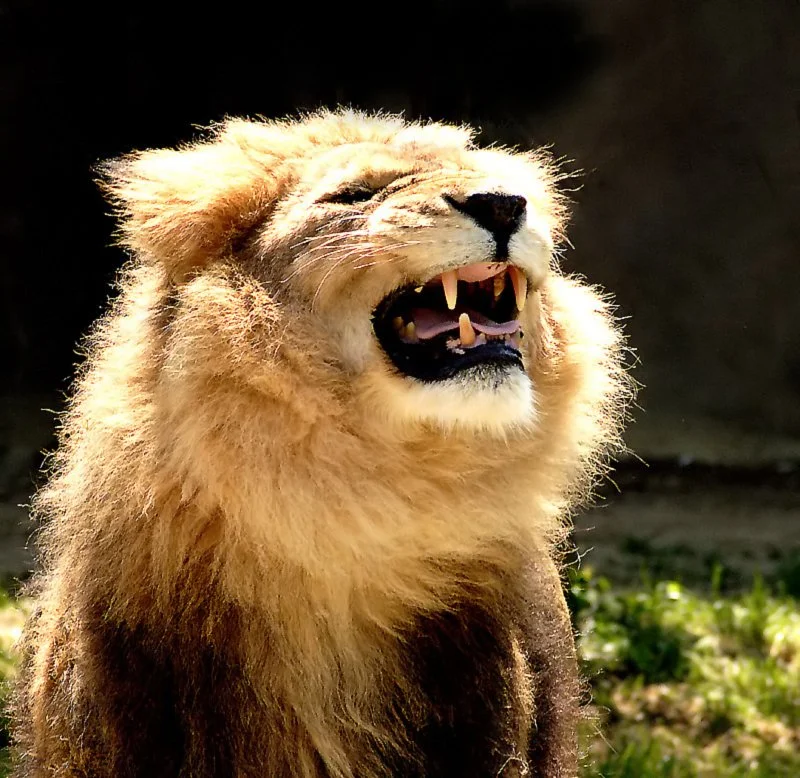 A lion with a mane is roaring or yawning, showing its sharp teeth.