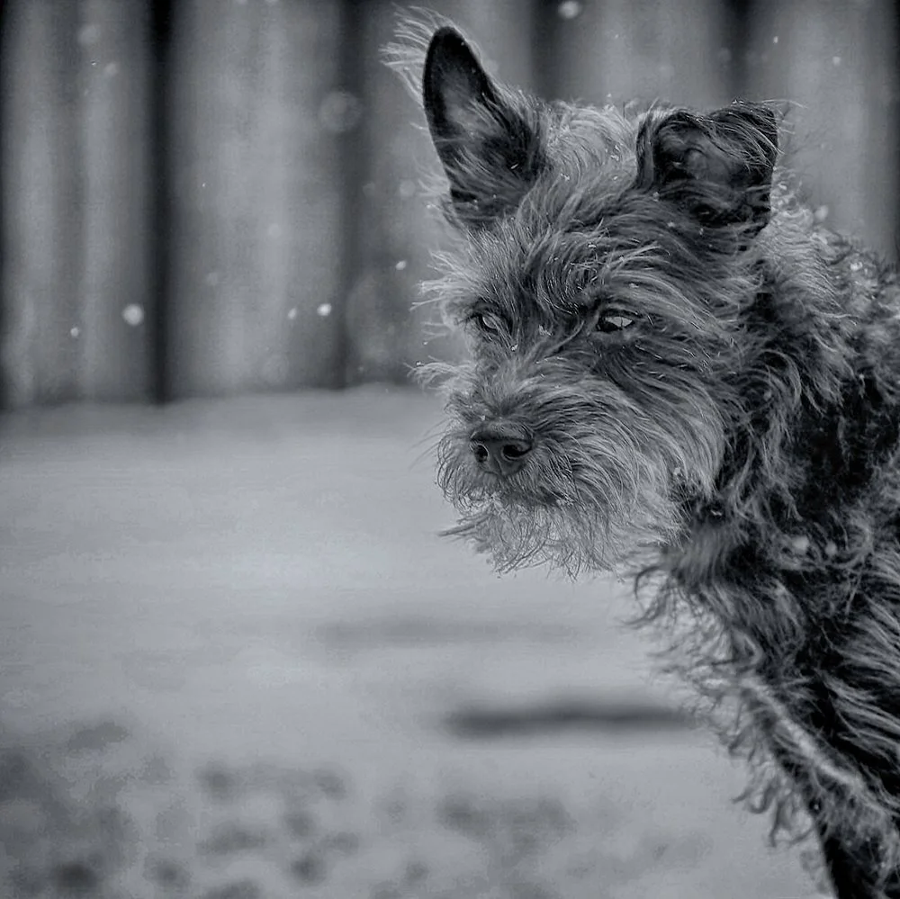 A close-up black and white photo of a scruffy dog with pointed ears staring thoughtfully.
