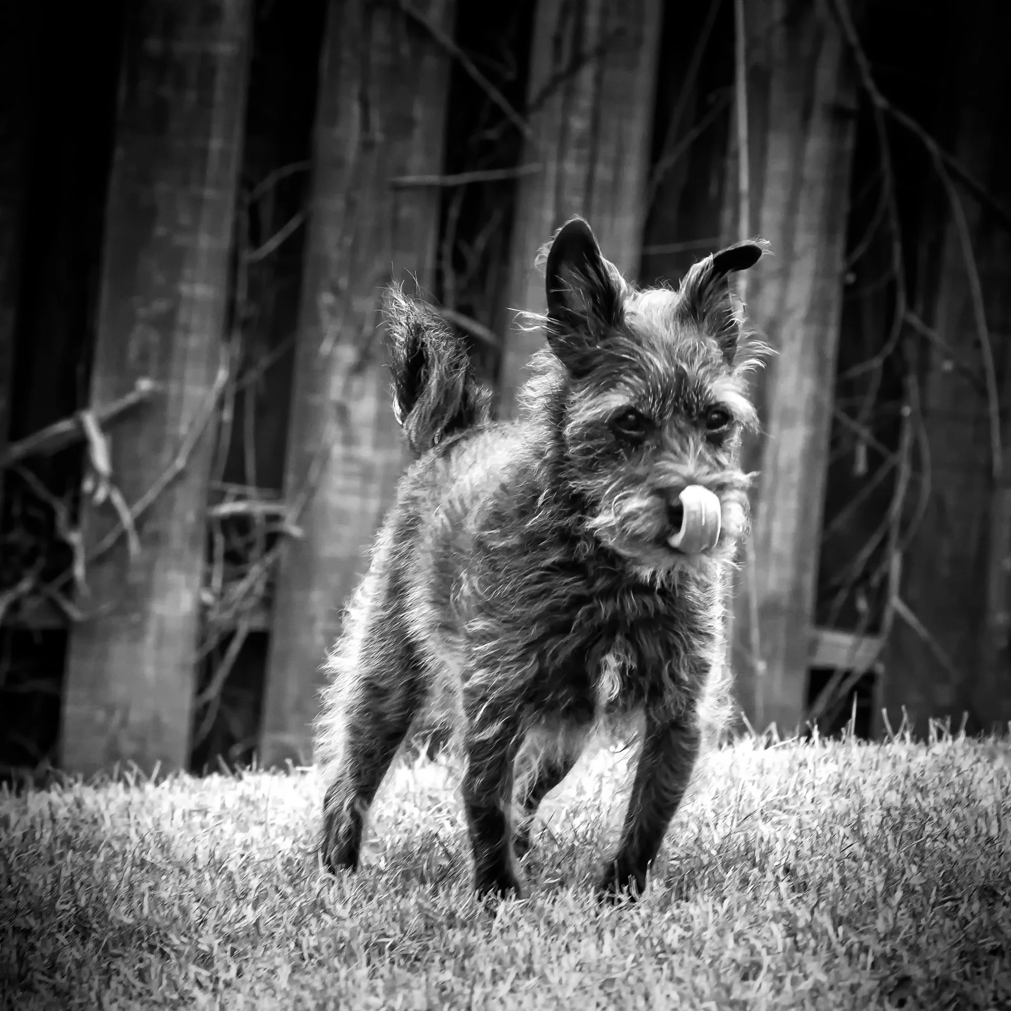 A small dog with curly fur, standing on grass, looking towards the camera, with trees in the background.