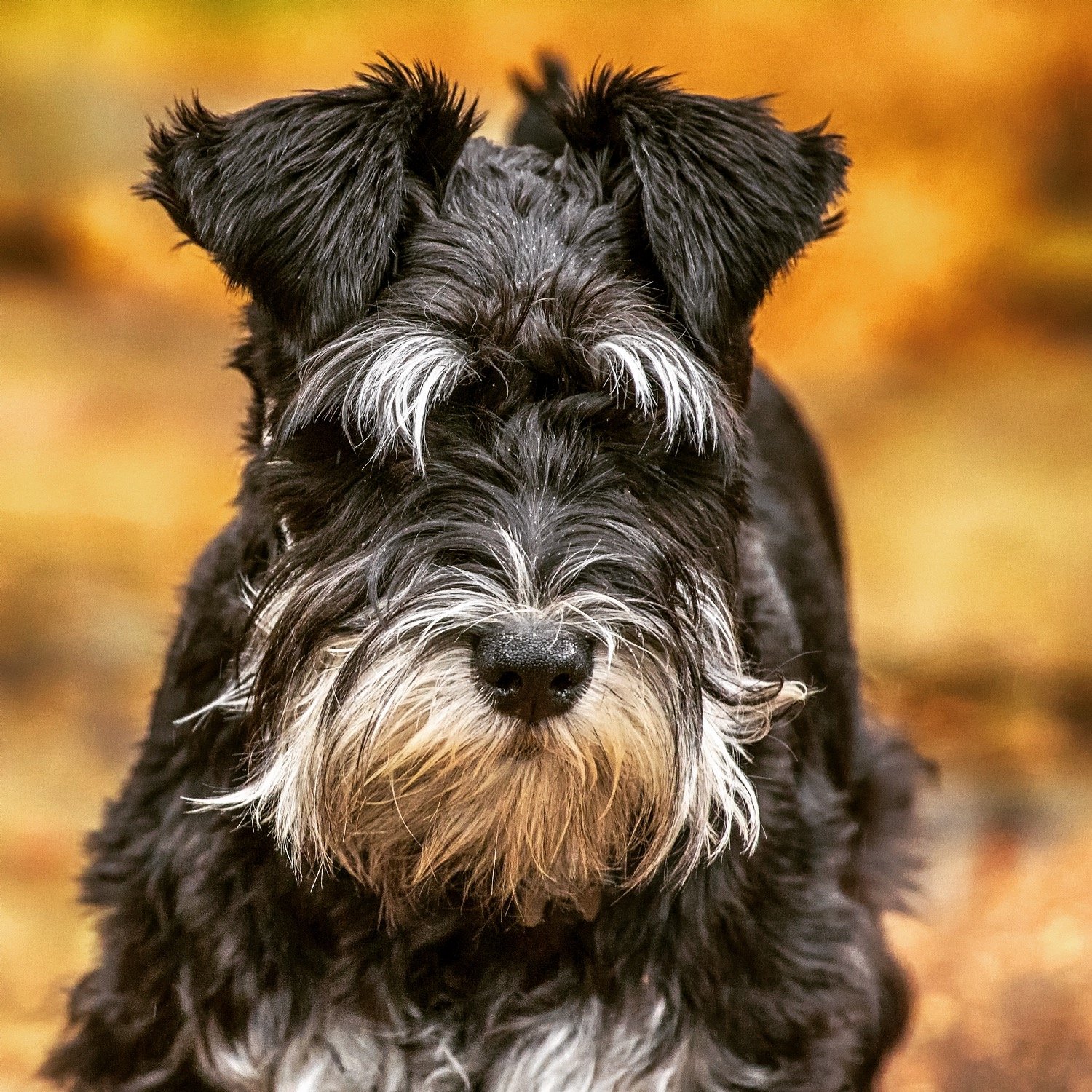 Close-up of a black and gray puppy with a beard, looking directly at the camera against a blurred warm background.