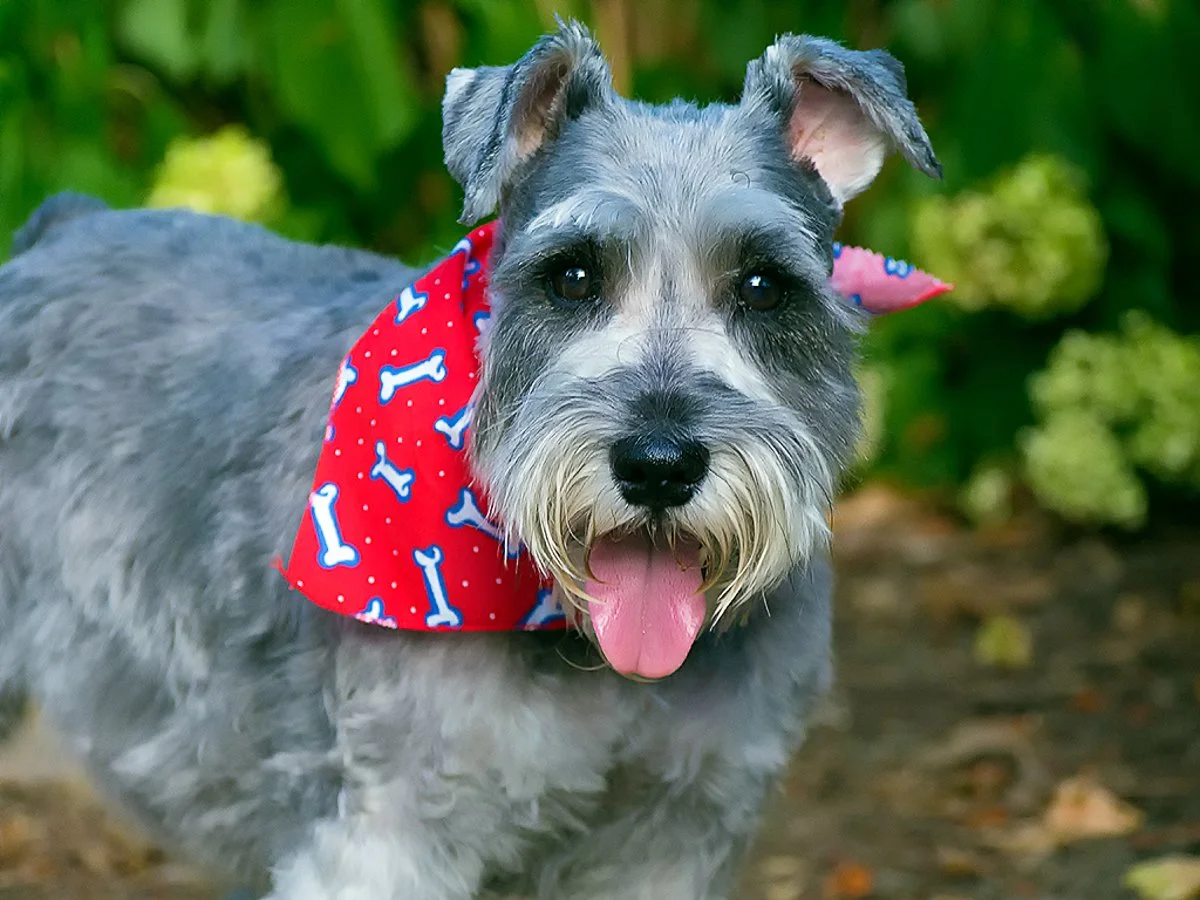 A gray dog with a red bandana decorated with white bones, standing outdoors on grass and leaves, with its tongue out and ears perked up.
