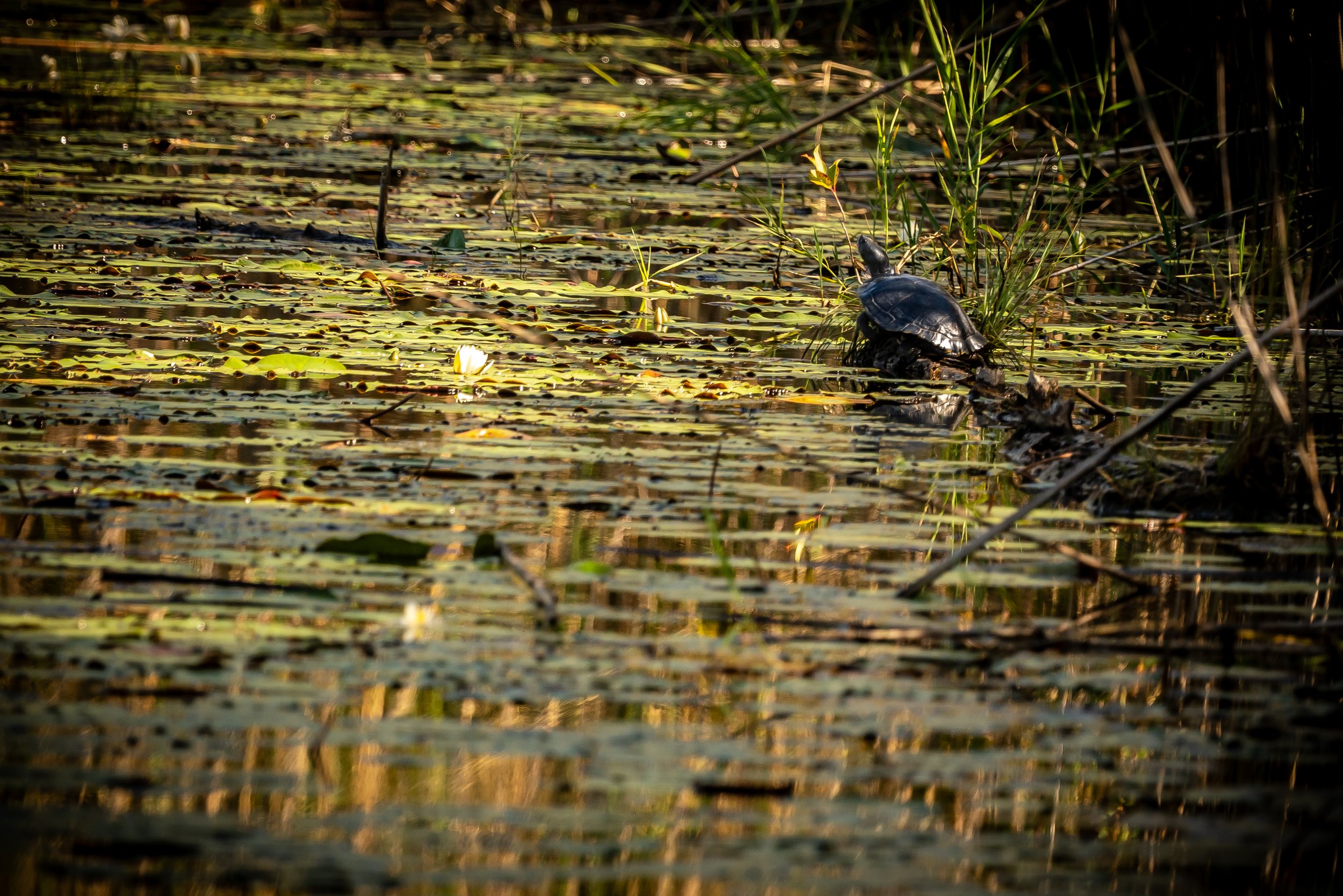 A turtle in a pond or marsh among green floating leaves, tall grasses, and reeds, with sunlight reflecting on the water.