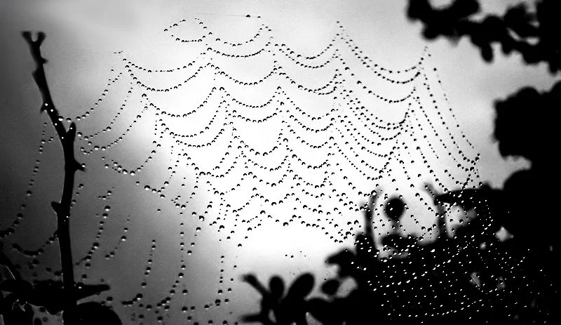 Spider web with dew droplets, silhouetted against the sky with tree branches and leaves in the background.