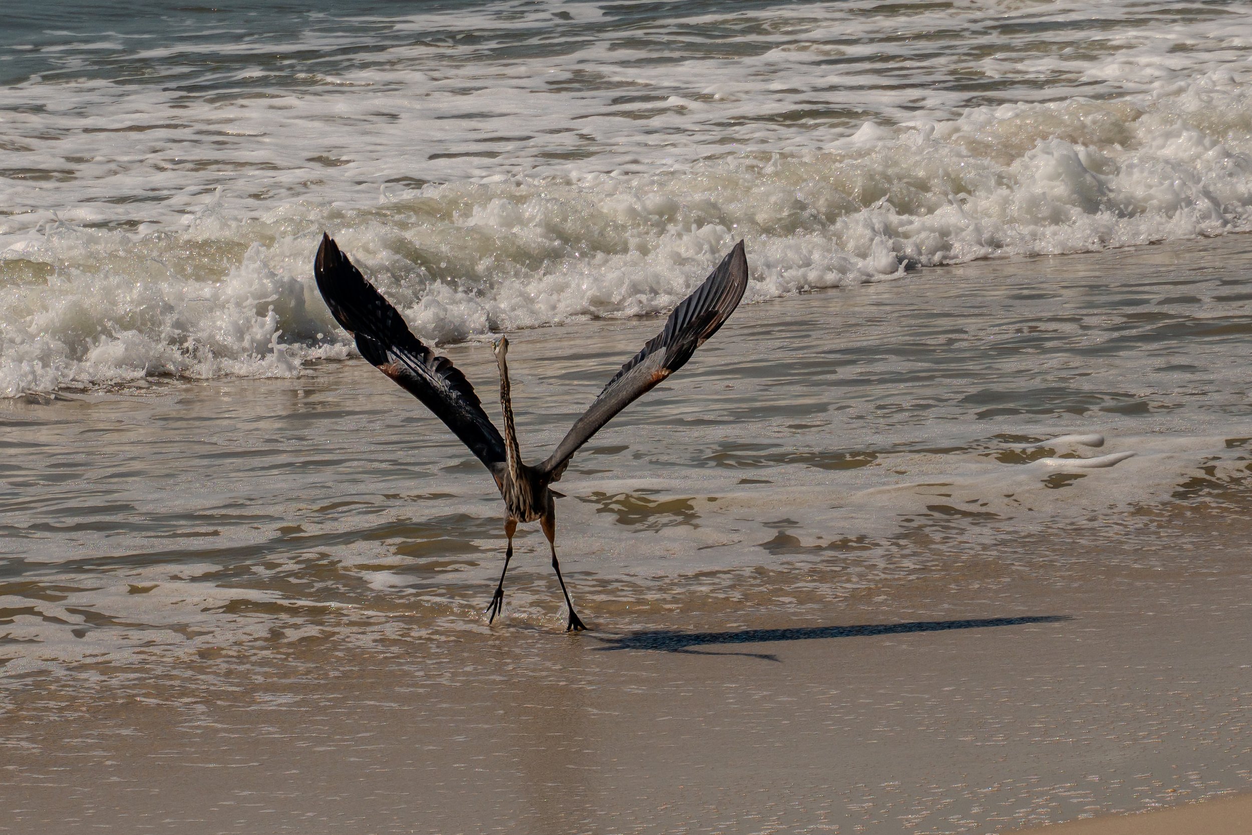 A bird with spread wings standing at the edge of the shoreline as ocean waves approach.
