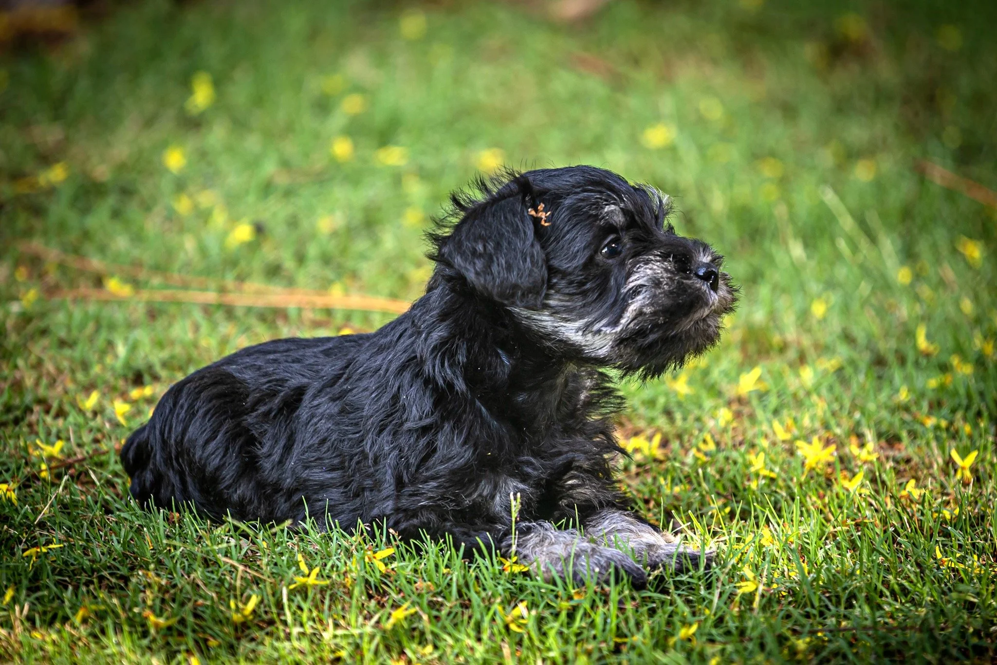 A black and gray puppy with long ears lying on green grass with yellow flowers, looking to the side.