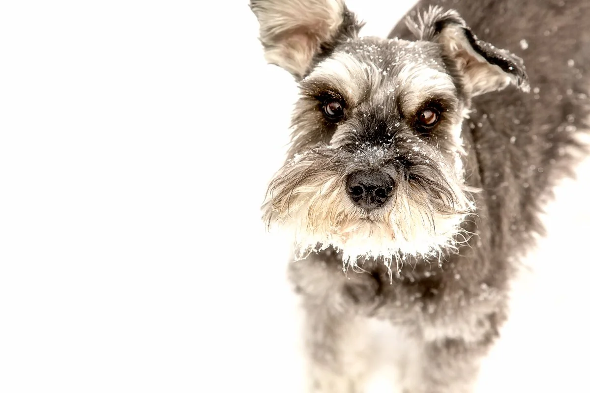 Close-up of a black and gray dog with snow on its face and fur, looking directly at the camera.