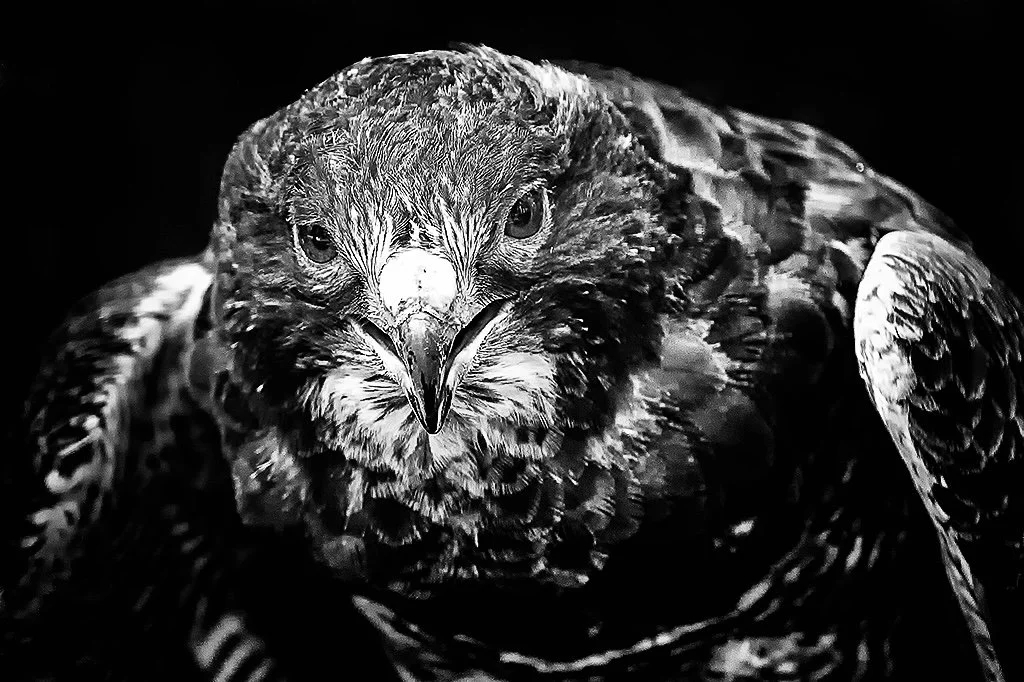 Close-up black and white photo of a hawk's face with intense eyes and sharp beak.