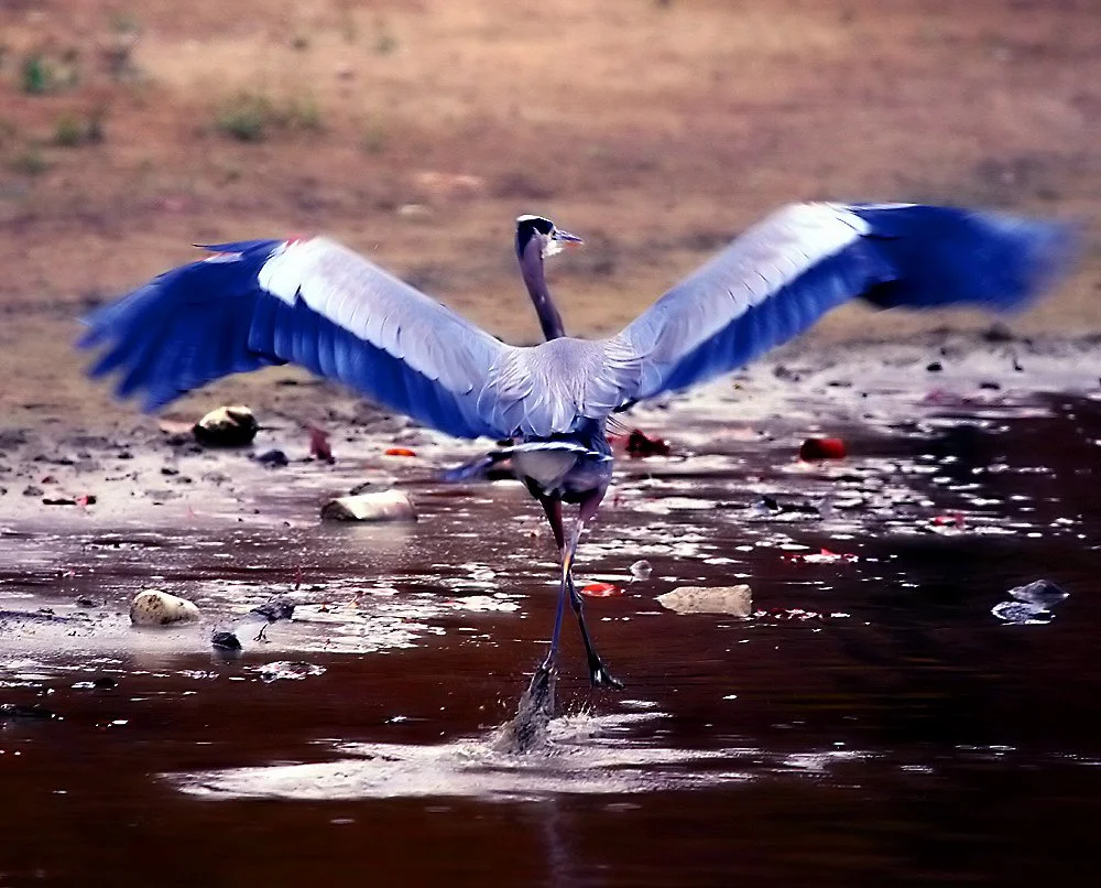 A heron with wings spread wide landing on a shallow water body surrounded by rocks.