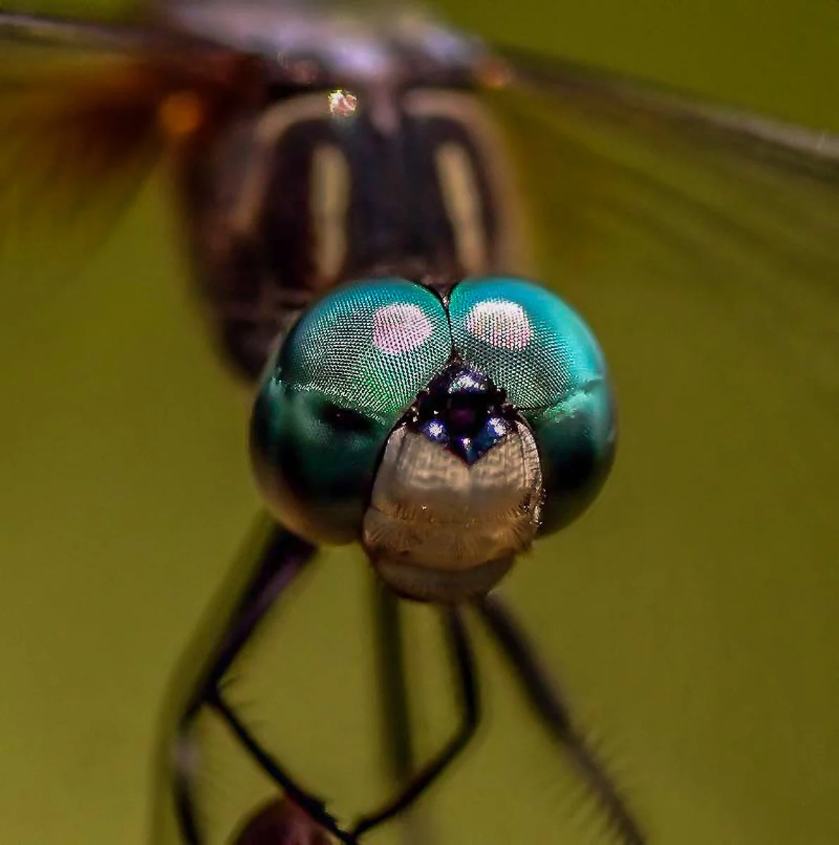 Close-up of a dragonfly's head showing its large, iridescent green compound eyes and part of its mouthparts, with a blurred background.