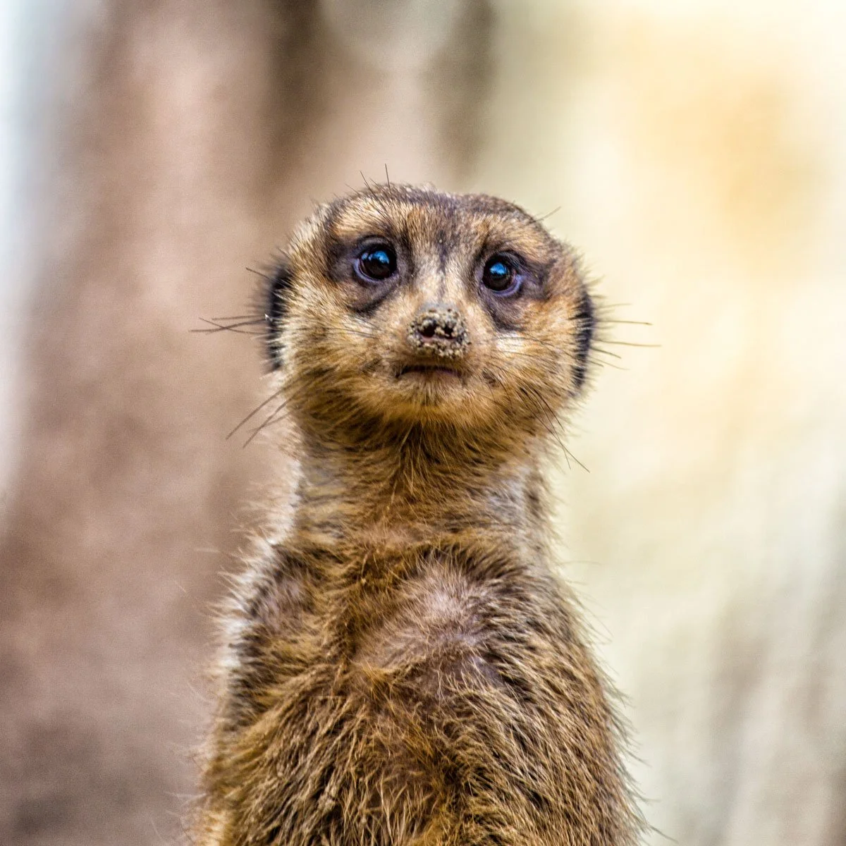 A close-up of a young otter with wet fur and big, dark eyes, looking directly at the camera.