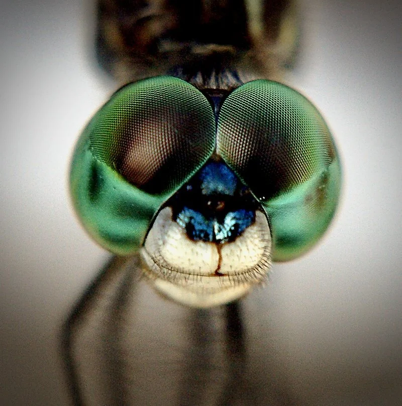 Close-up of a dragonfly's face showing its large, compound green eyes, small mouth, and part of its body.