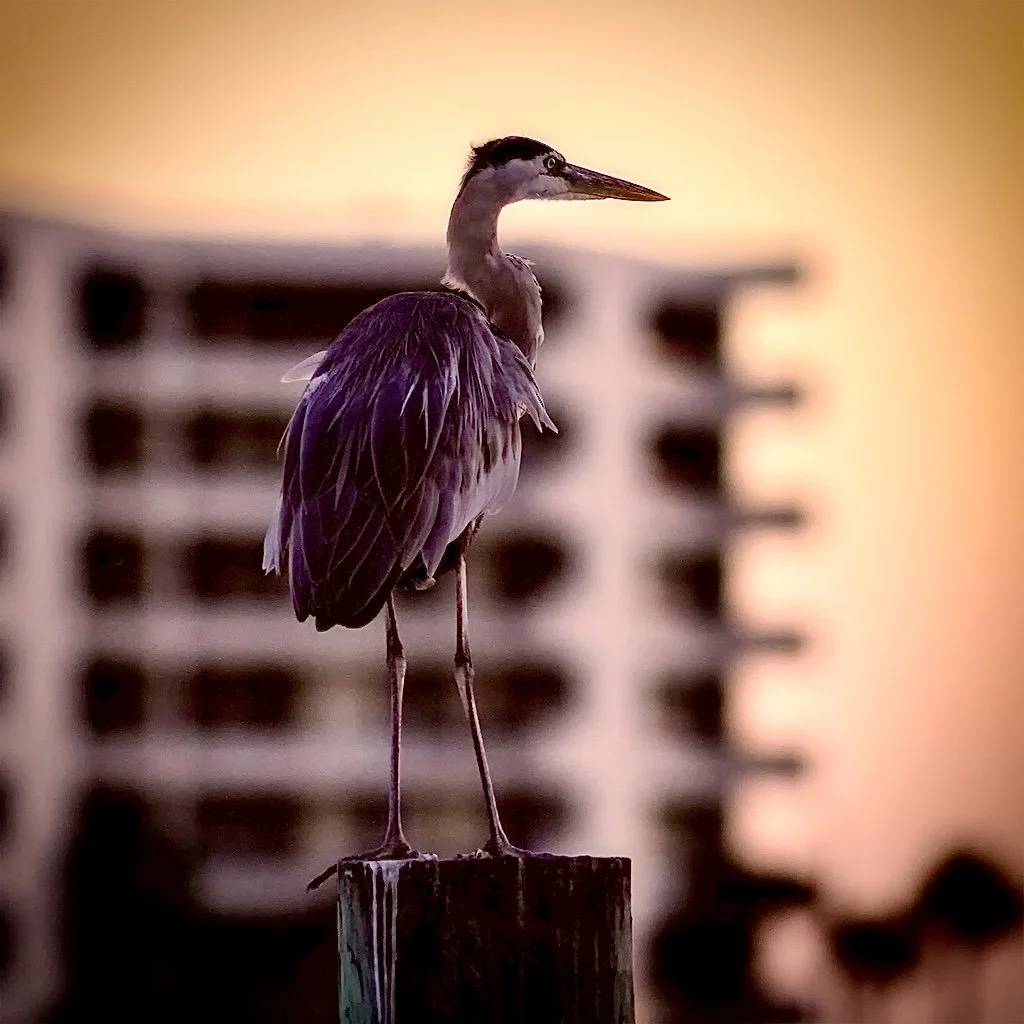 A heron stands on a wooden post against a sunset background with blurred city buildings.