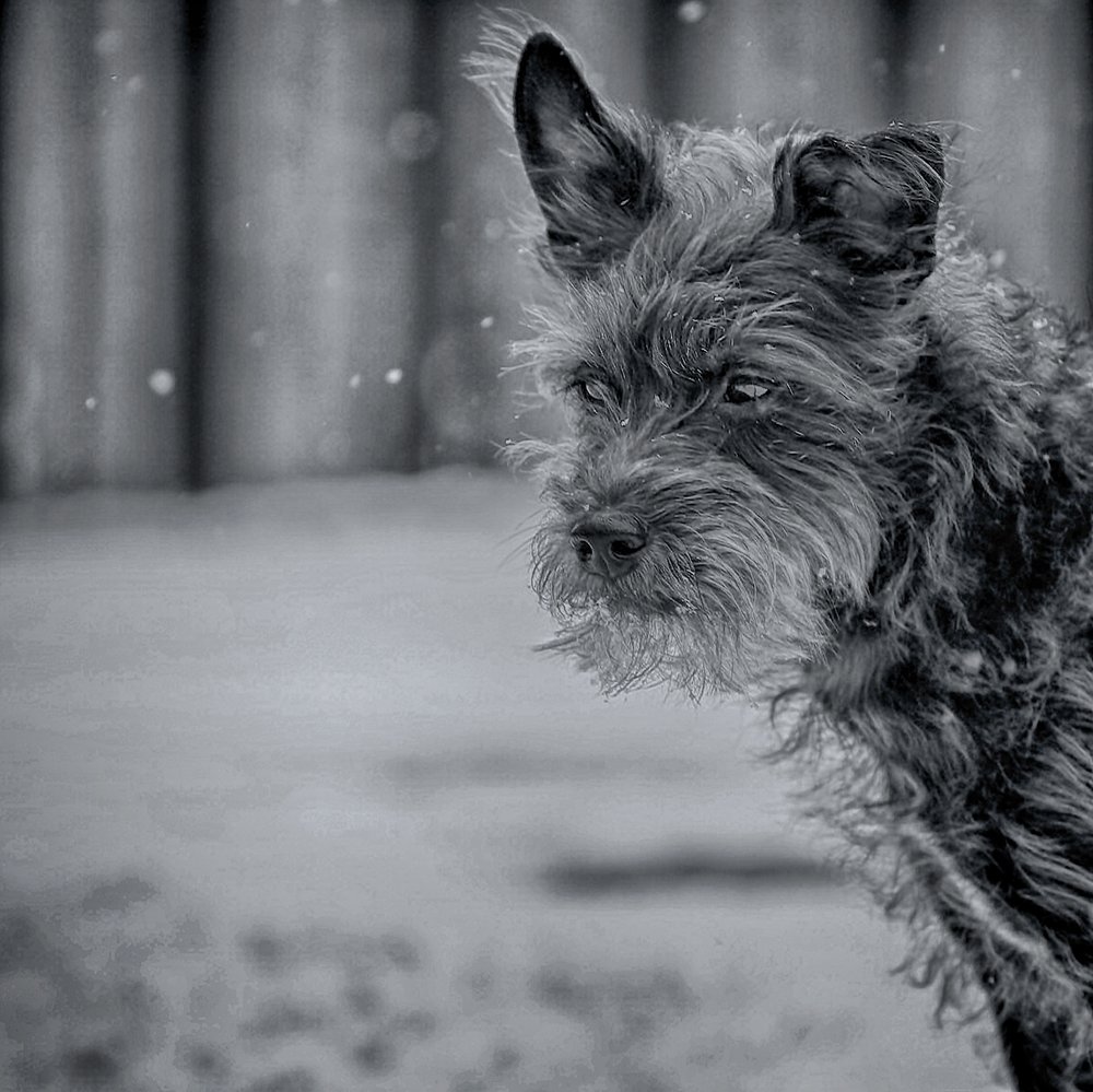 A close-up black and white photo of a scruffy dog with pointed ears and a serious expression, outdoors with a blurred background.