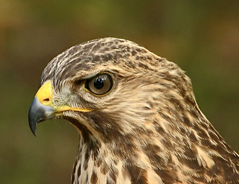 Close-up of a hawk's head with sharp beak and piercing eyes.