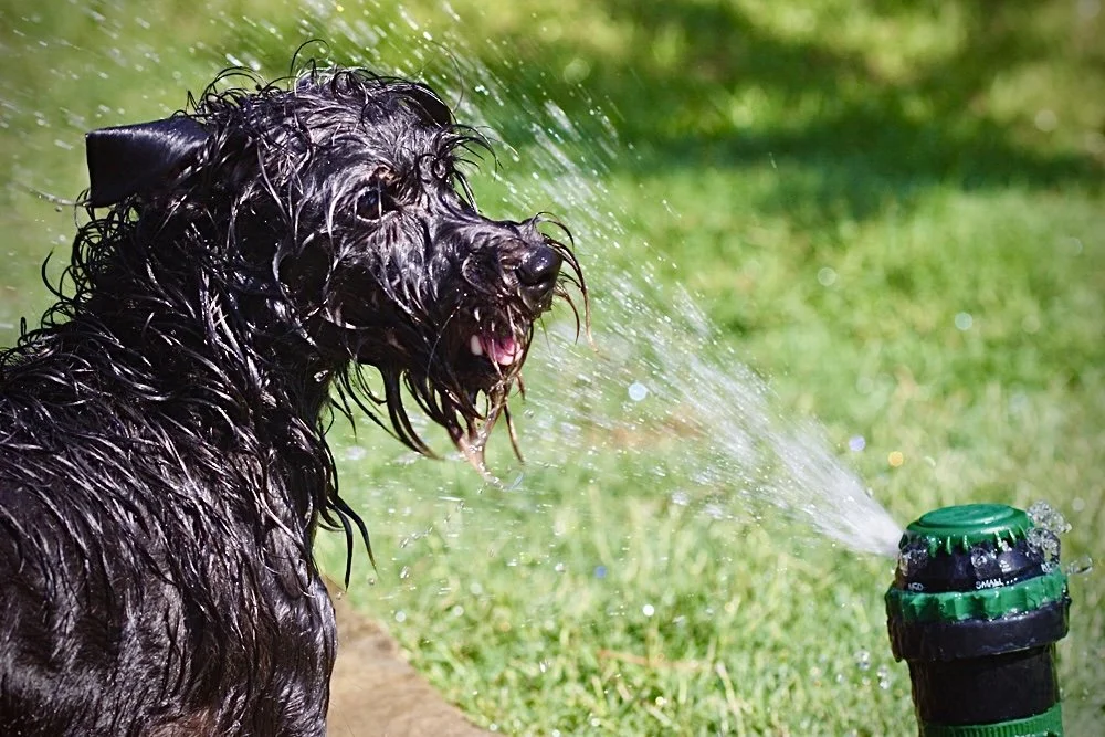 A wet black dog playing with a garden sprinkler on green grass.